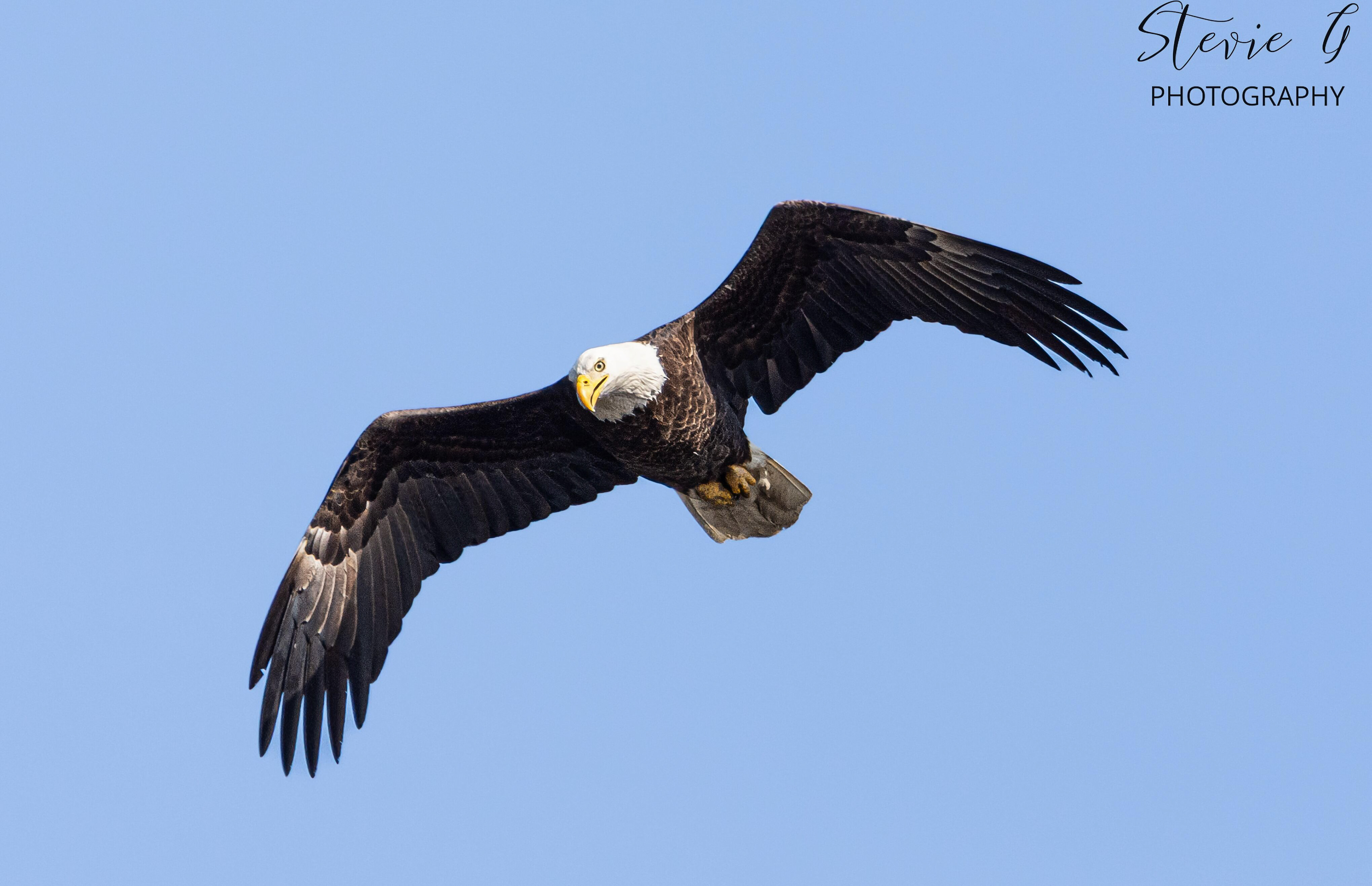 Bald Eagle - Southern N.H.