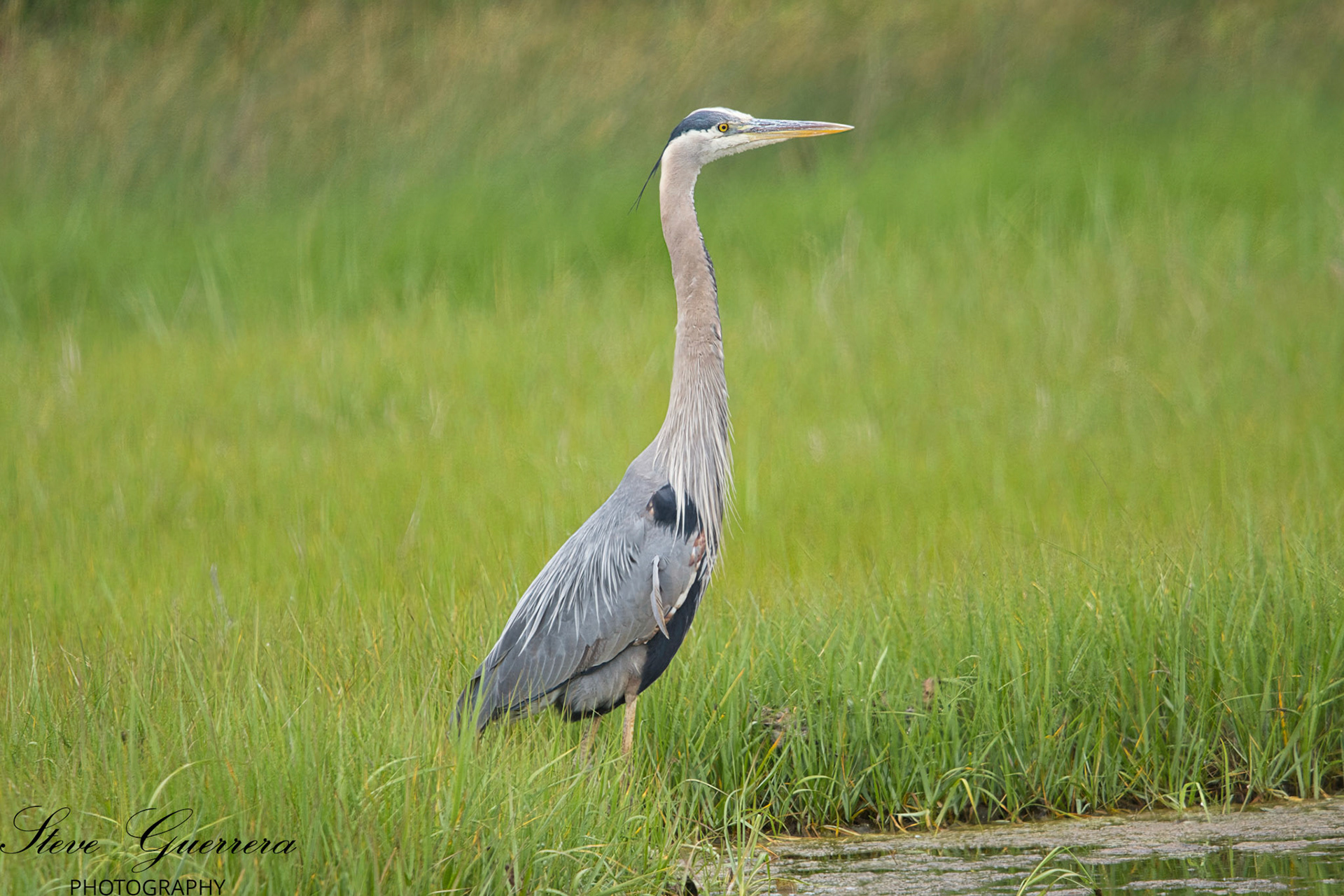 Great Blue Heron at Rye N.H. Odiorne State Park