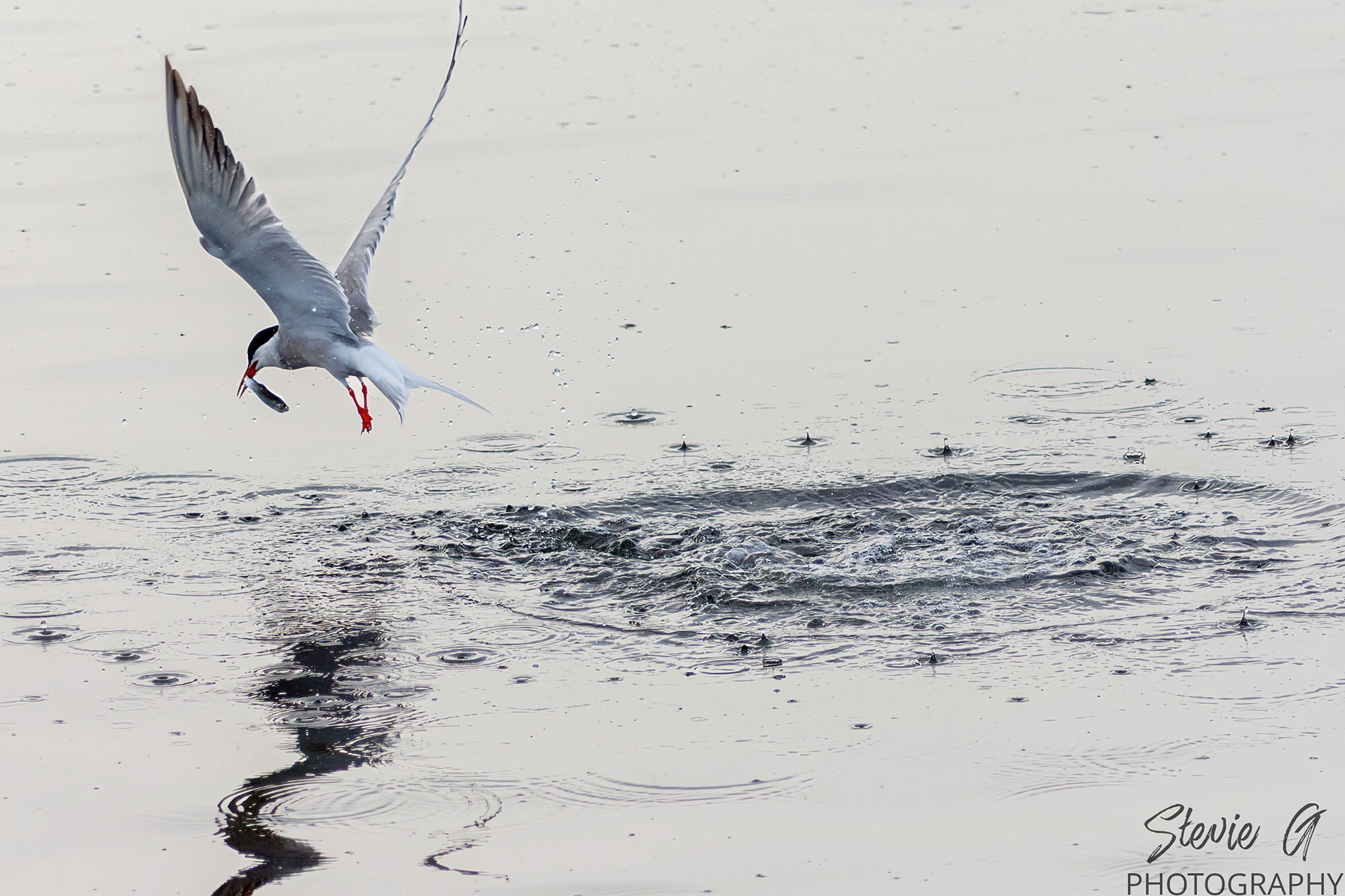 Common tern