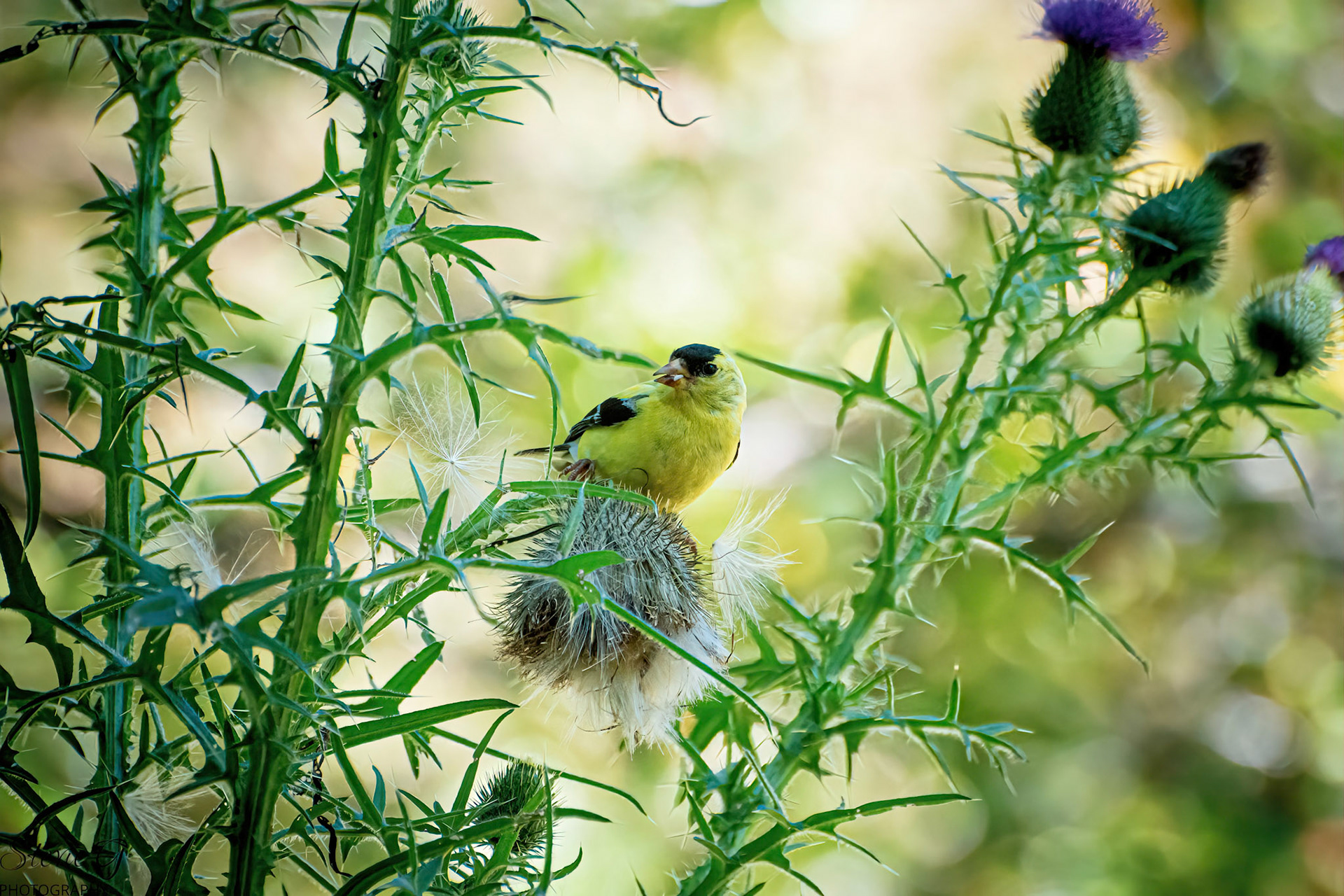 Yellow Finch at Odiorne state park