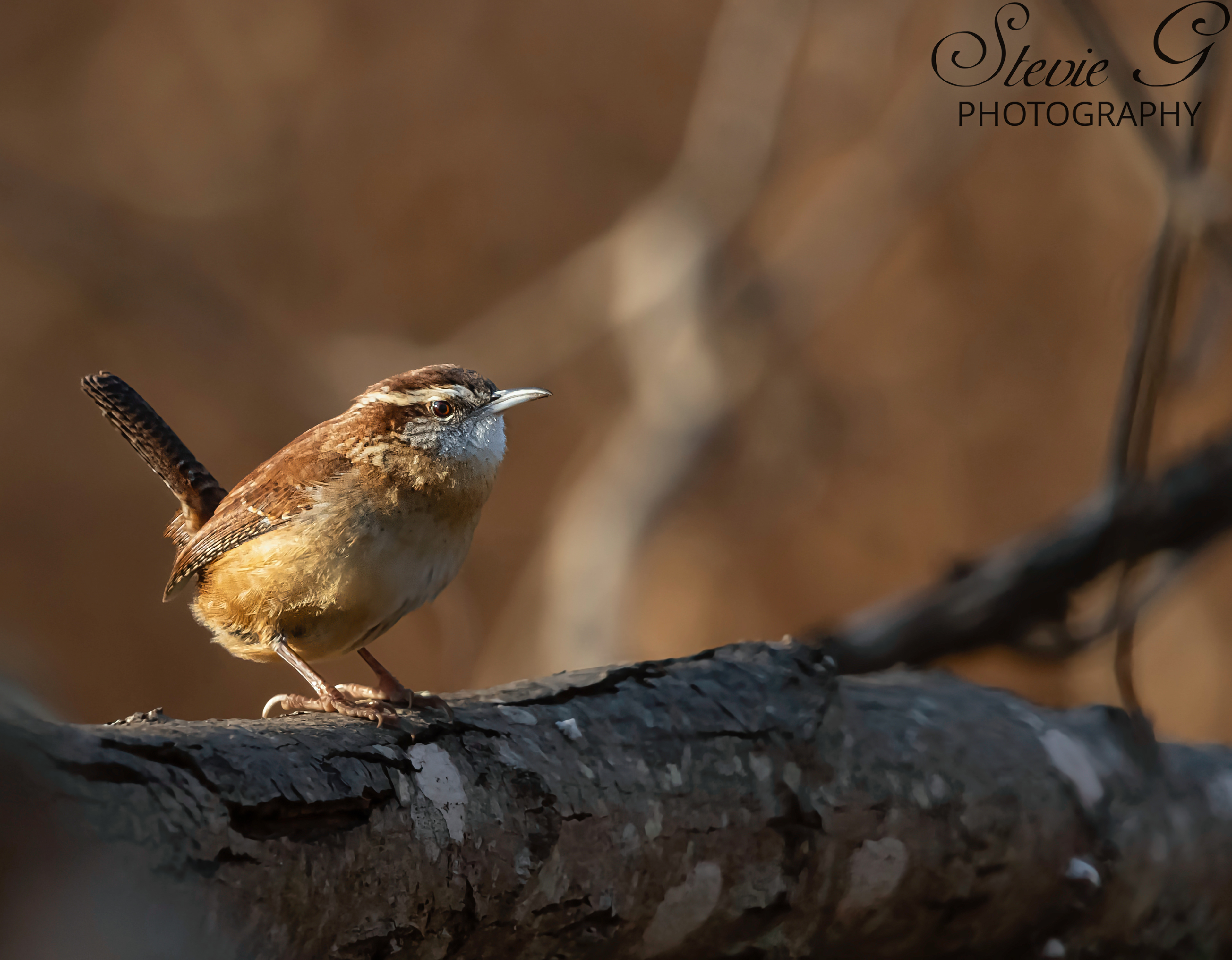 Carolina Wren