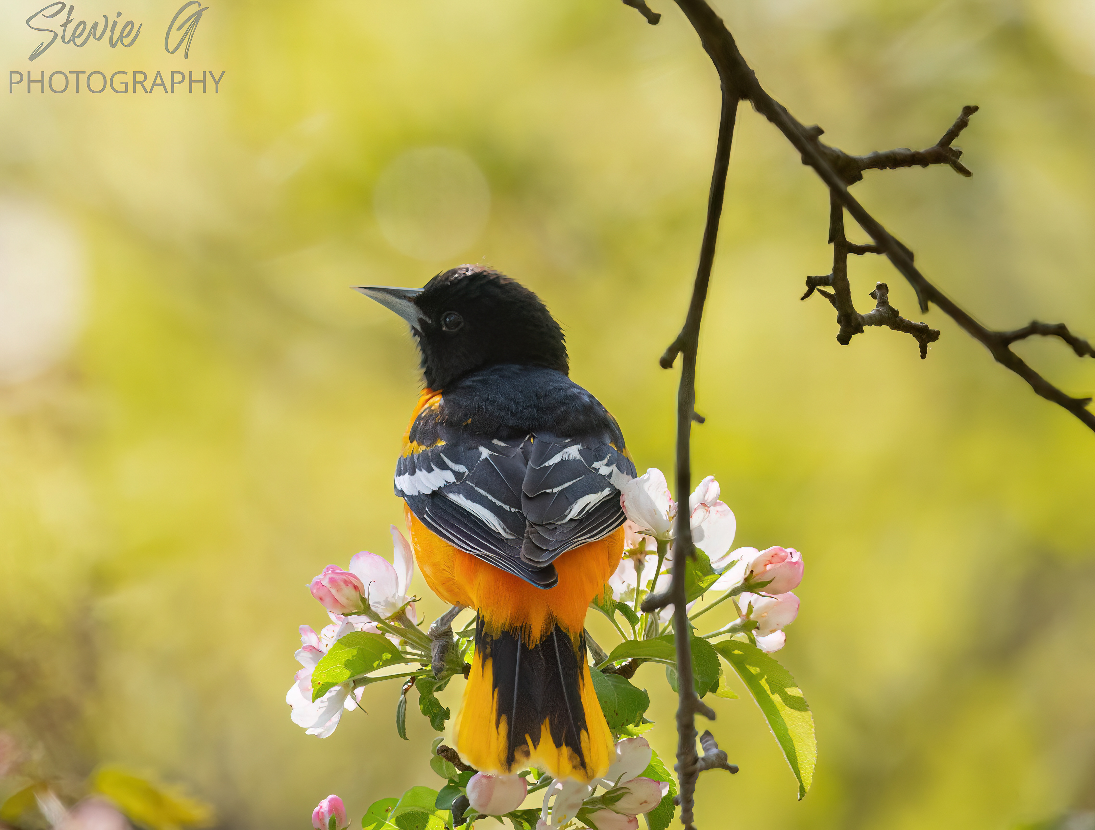 Oriole