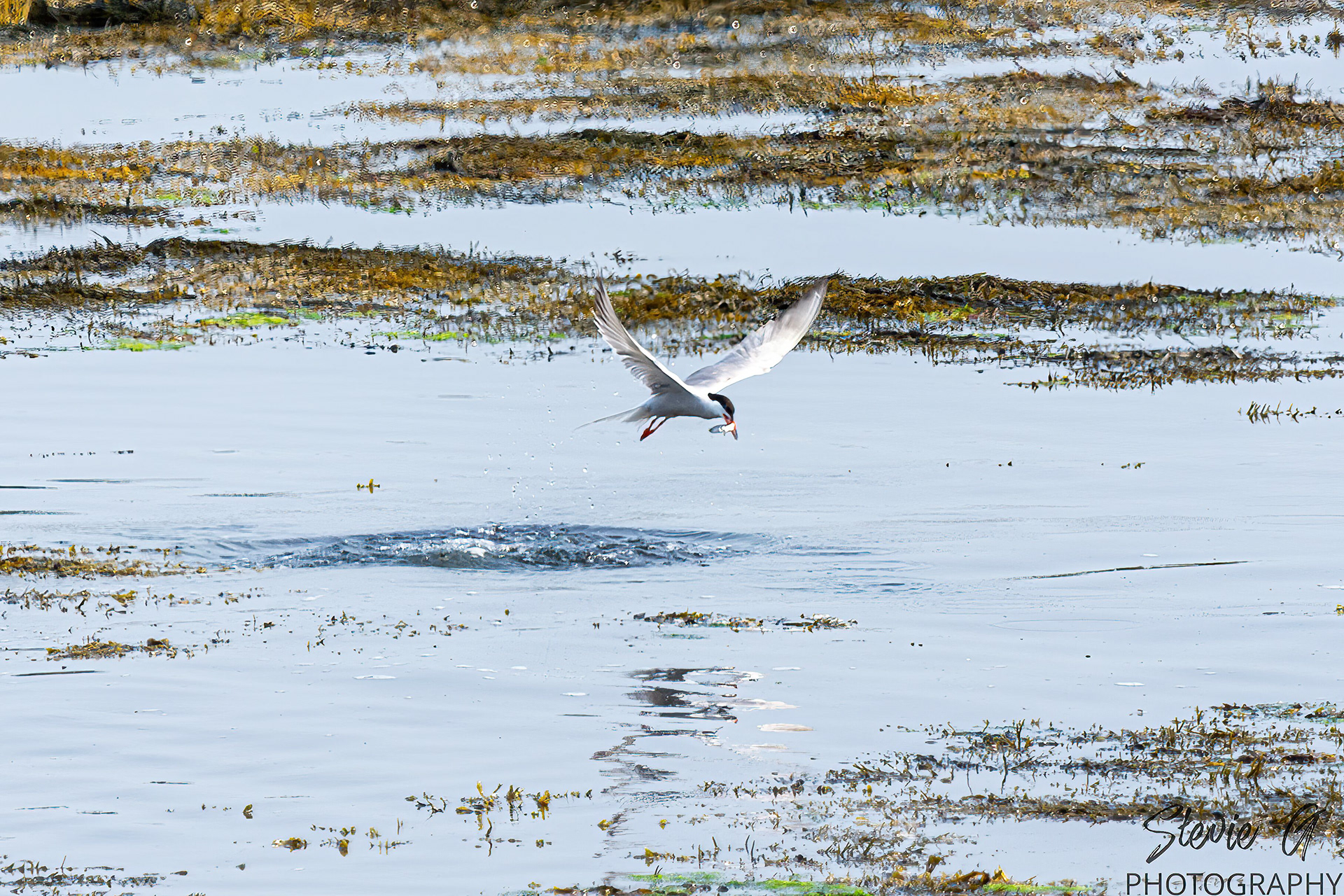 Common tern