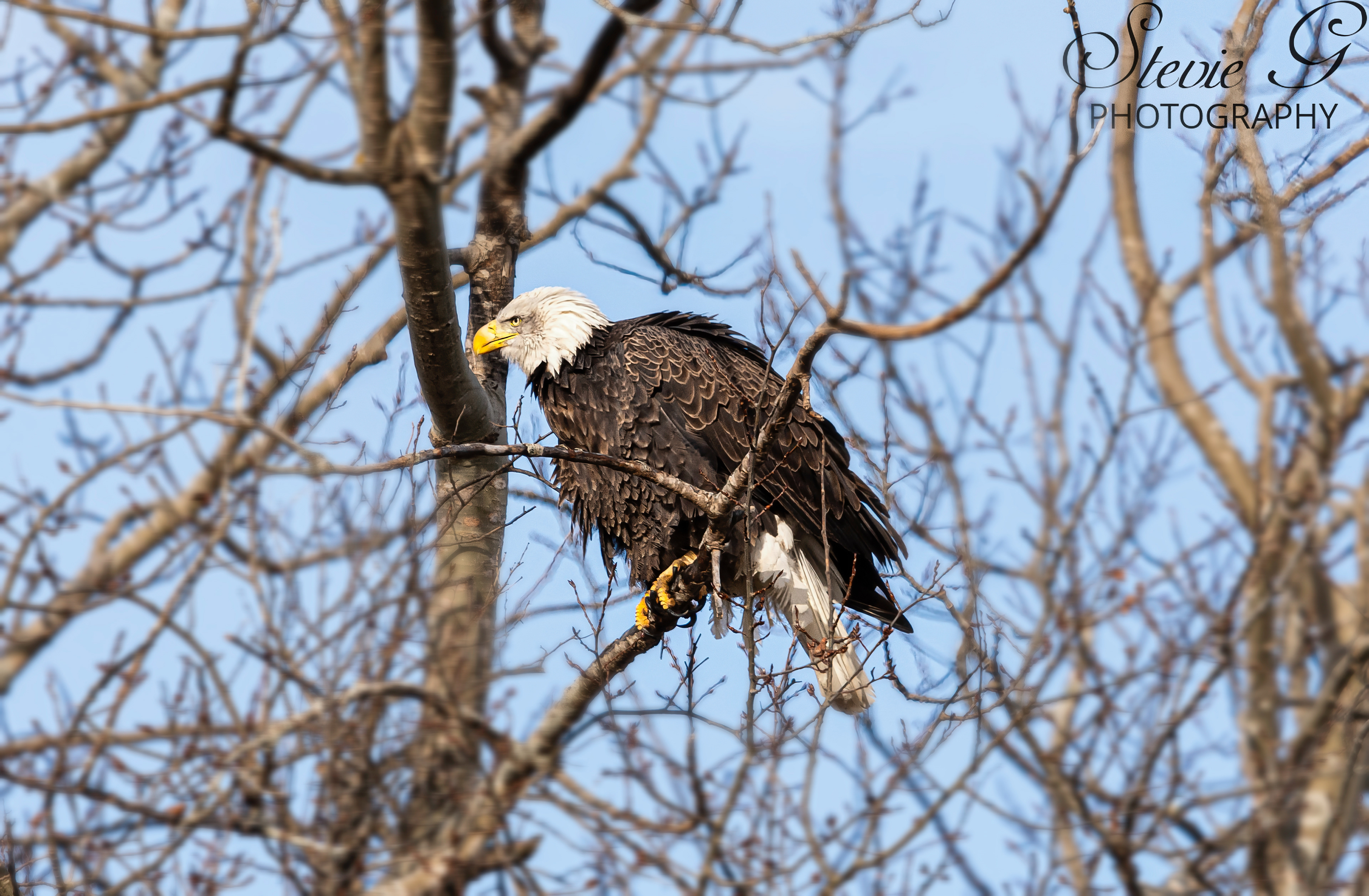 Bald Eagle - Rye N.H.