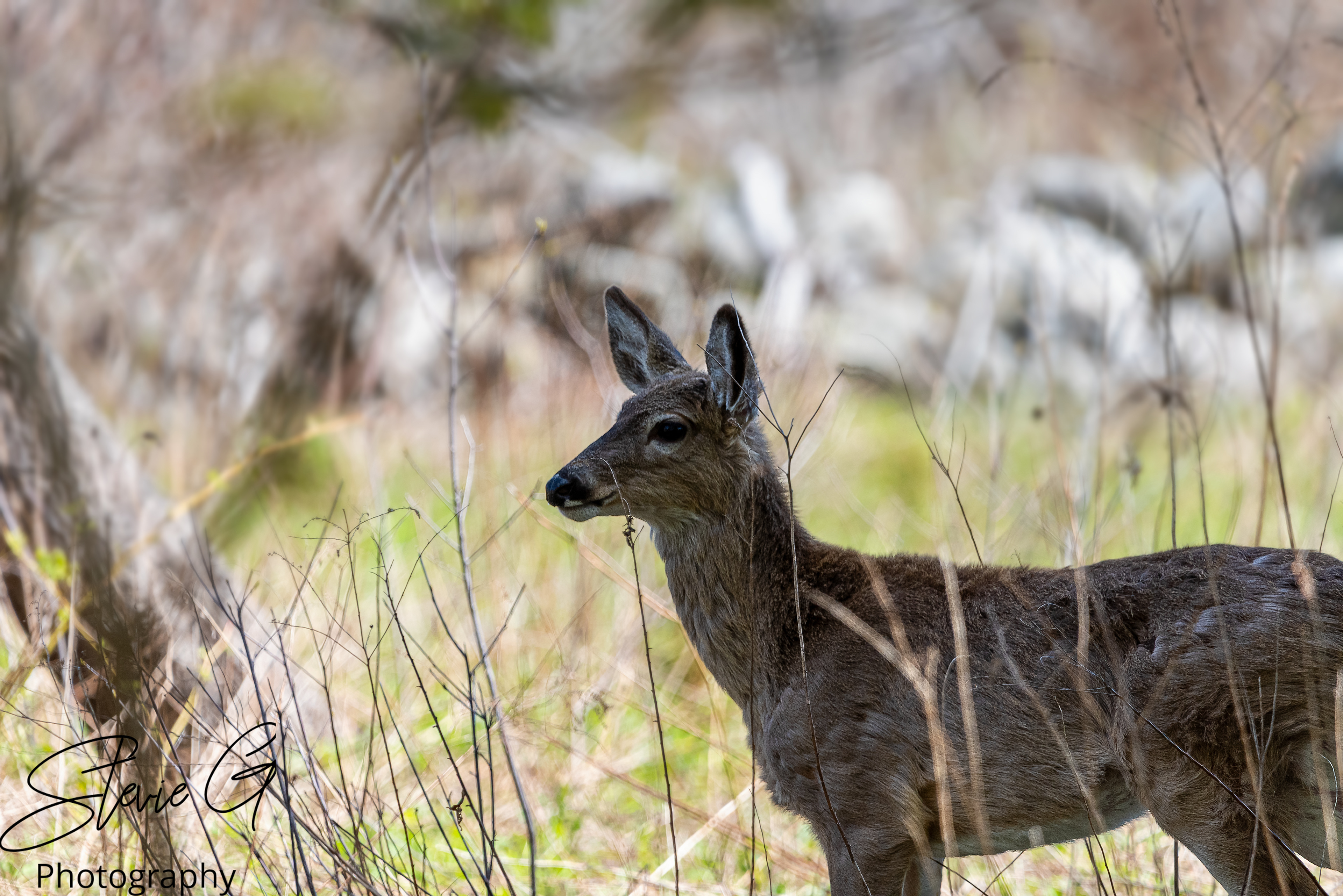 Whitetail Deer