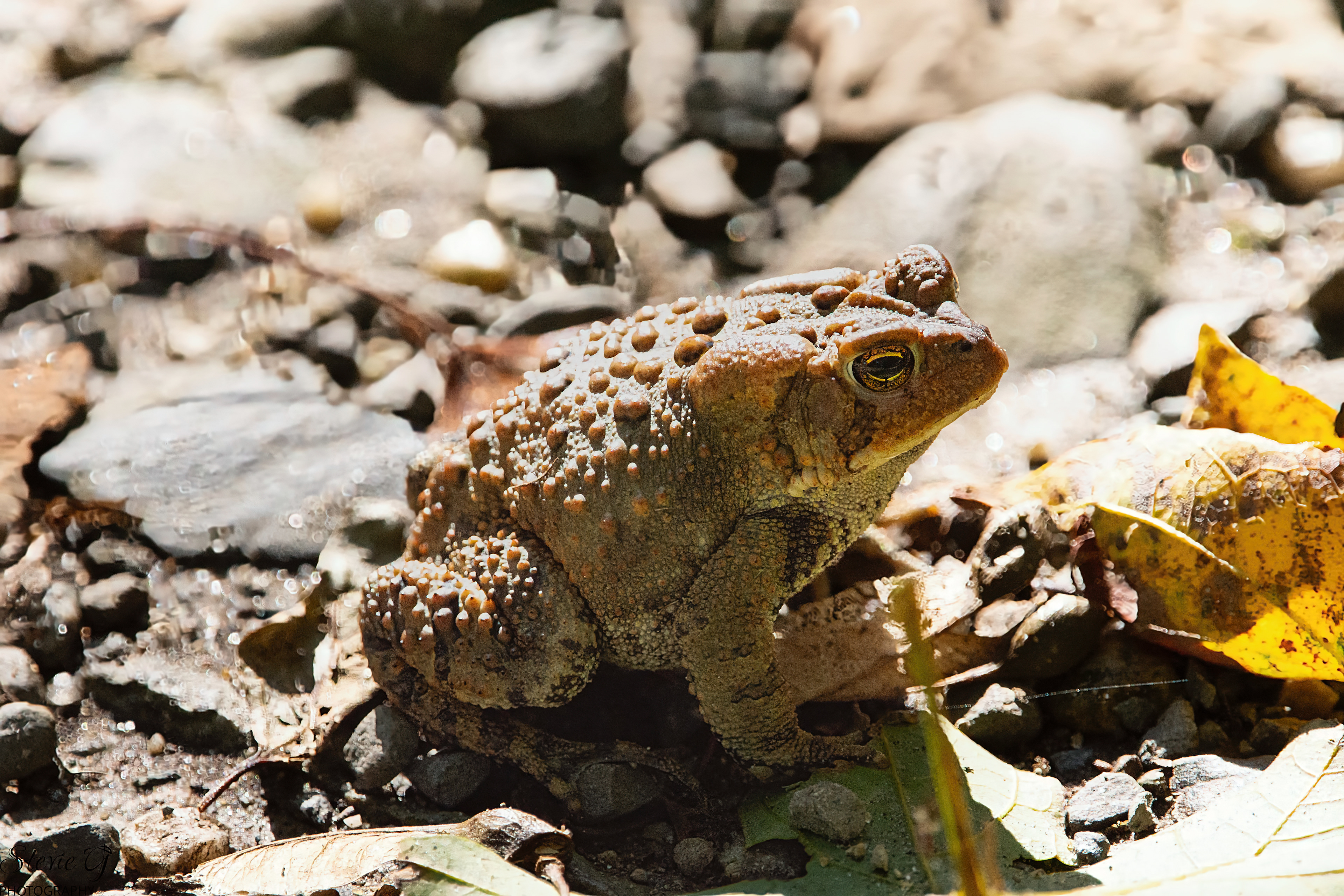 American Toad Odiorne State Park