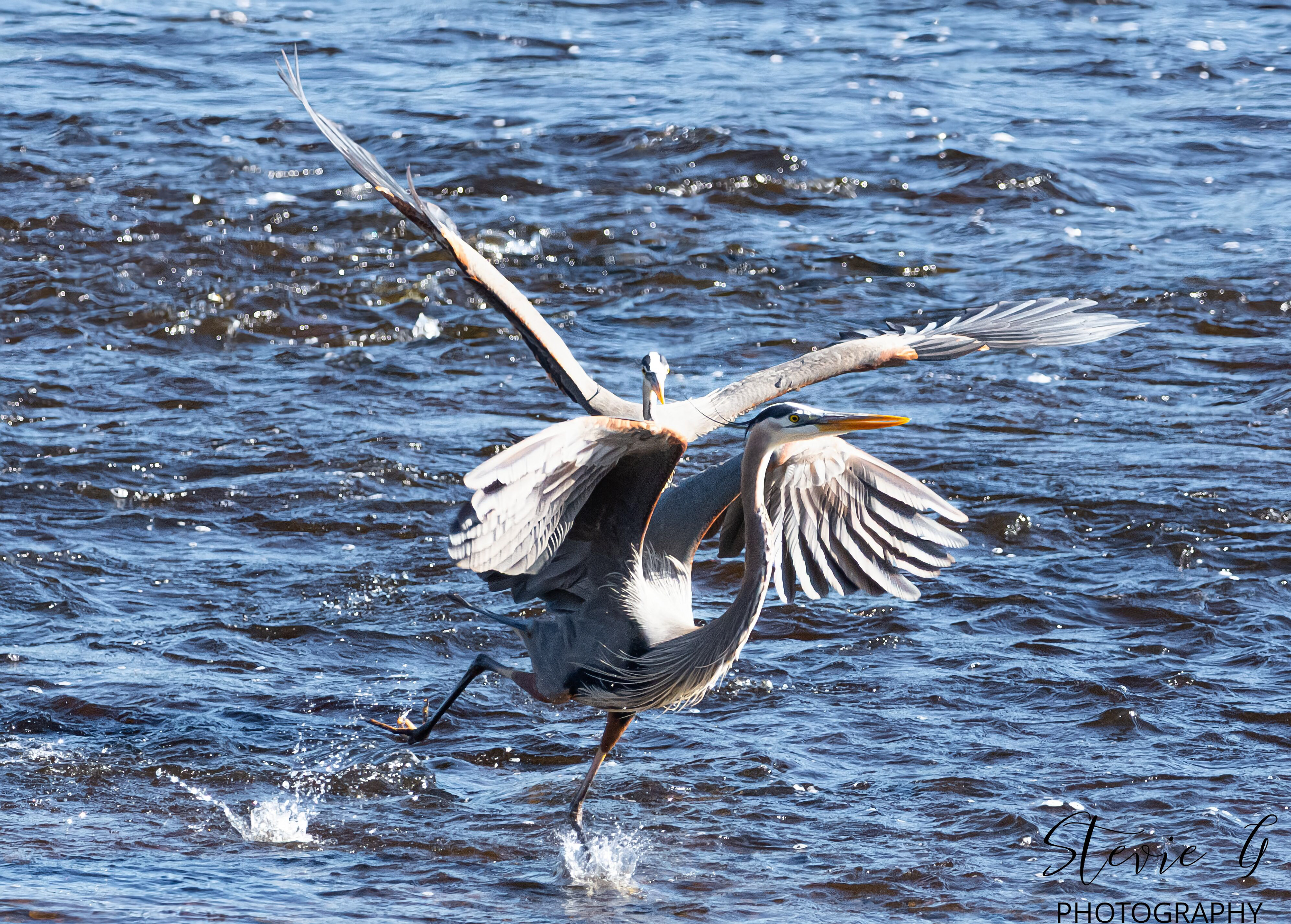 Great Blue Heron