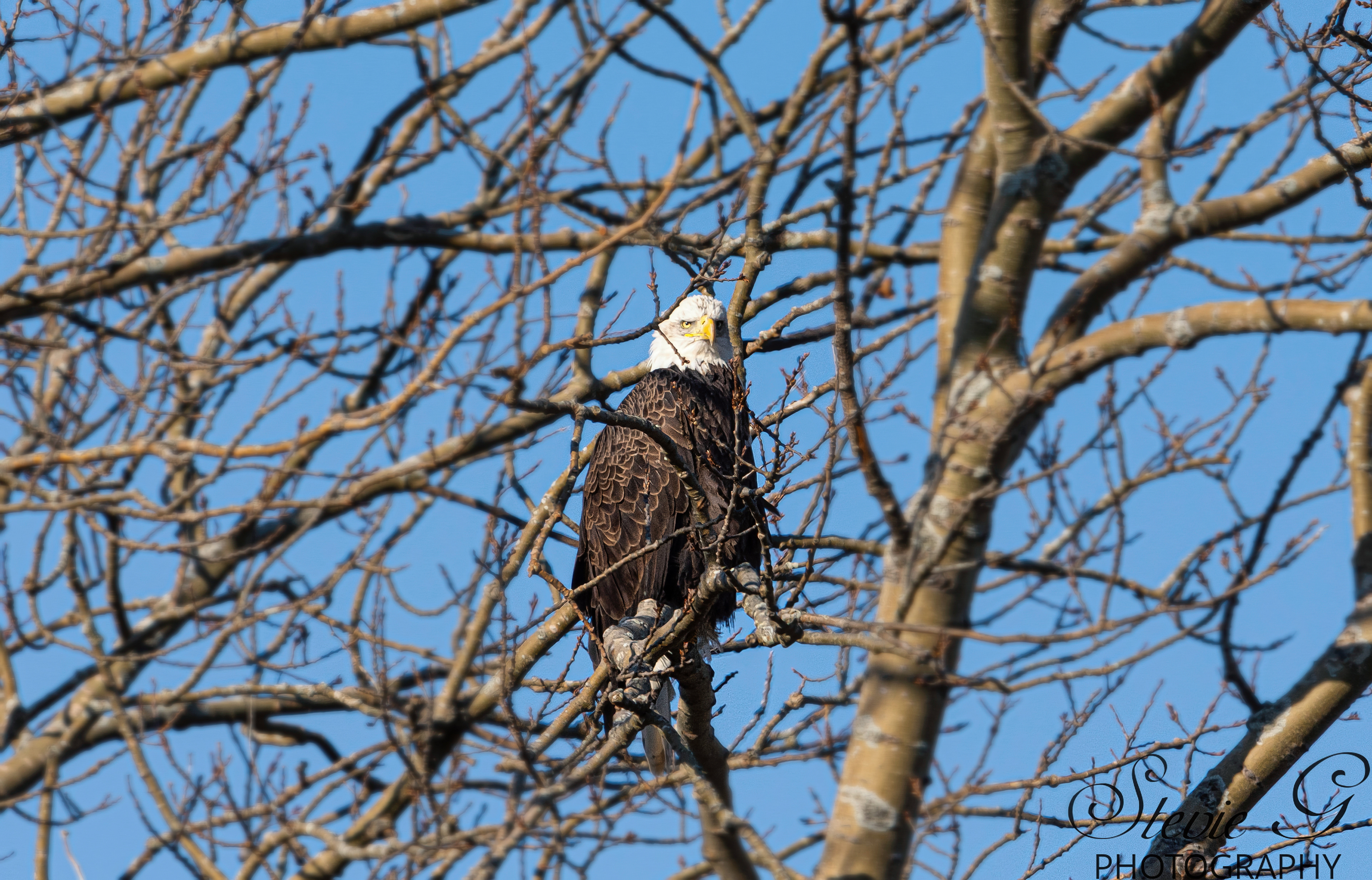 Bald Eagle - Rye N.H
