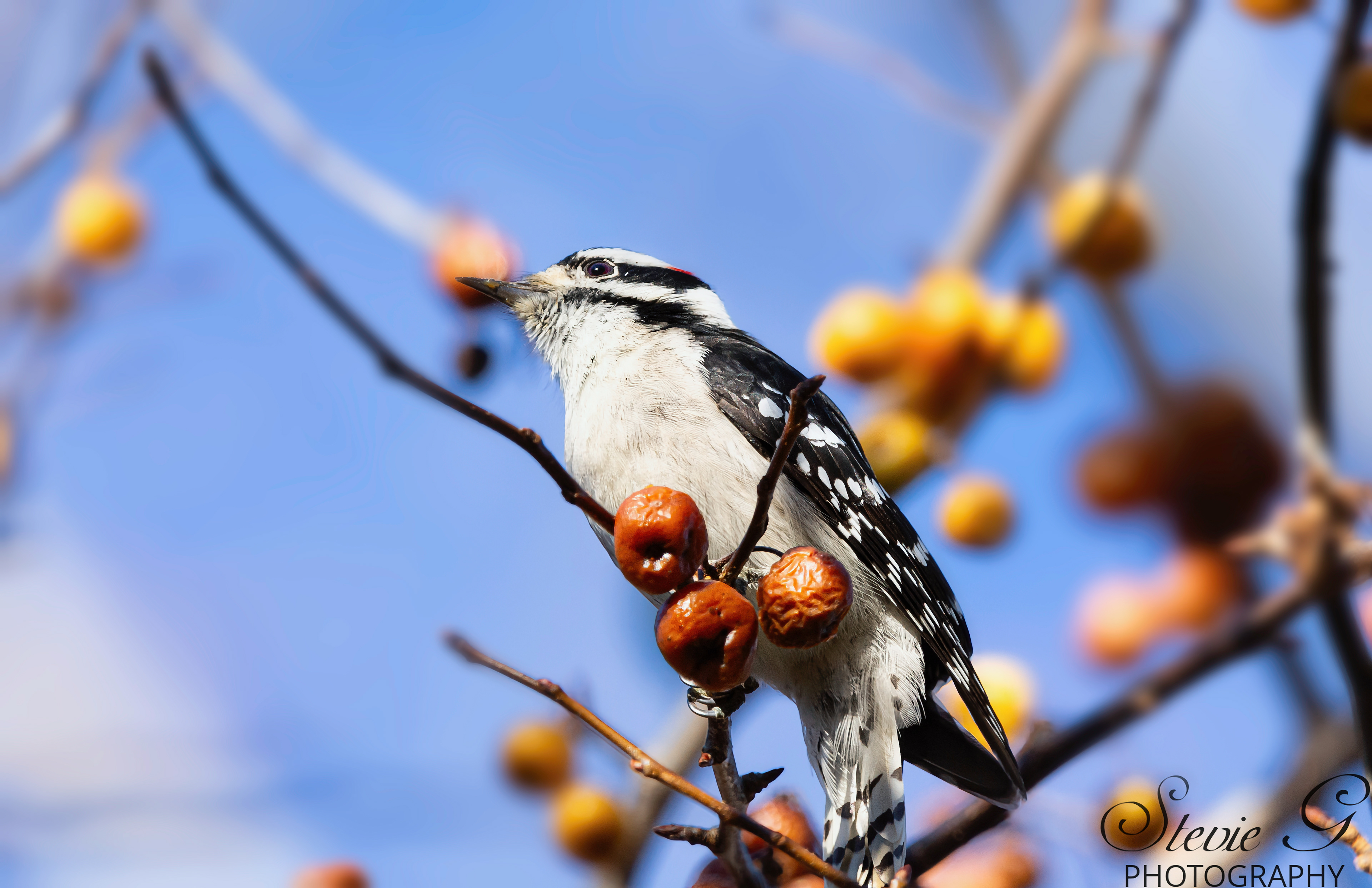 Downy Woodpecker - Odiorne State Park