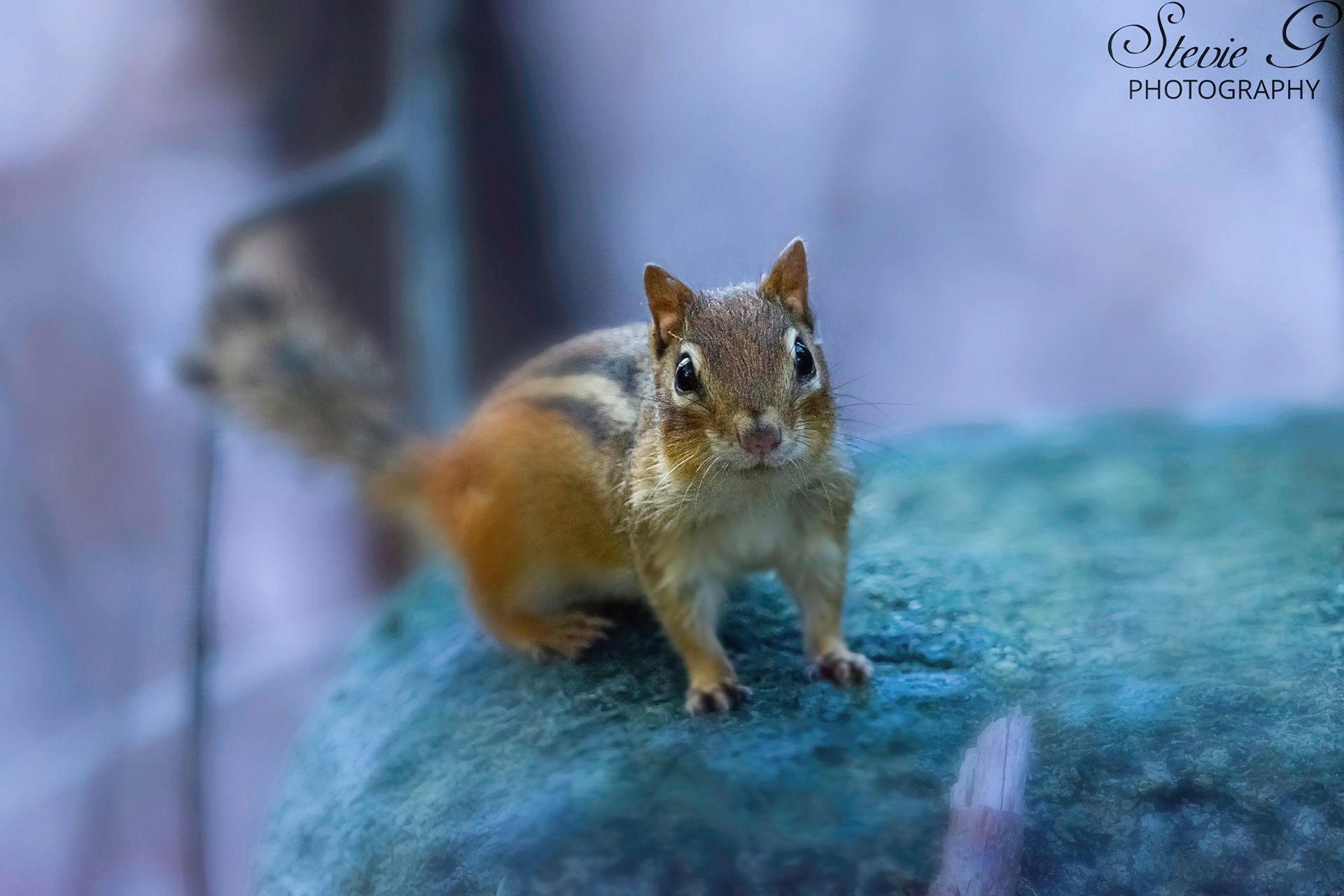 Chipmunk - Odiorne State Park