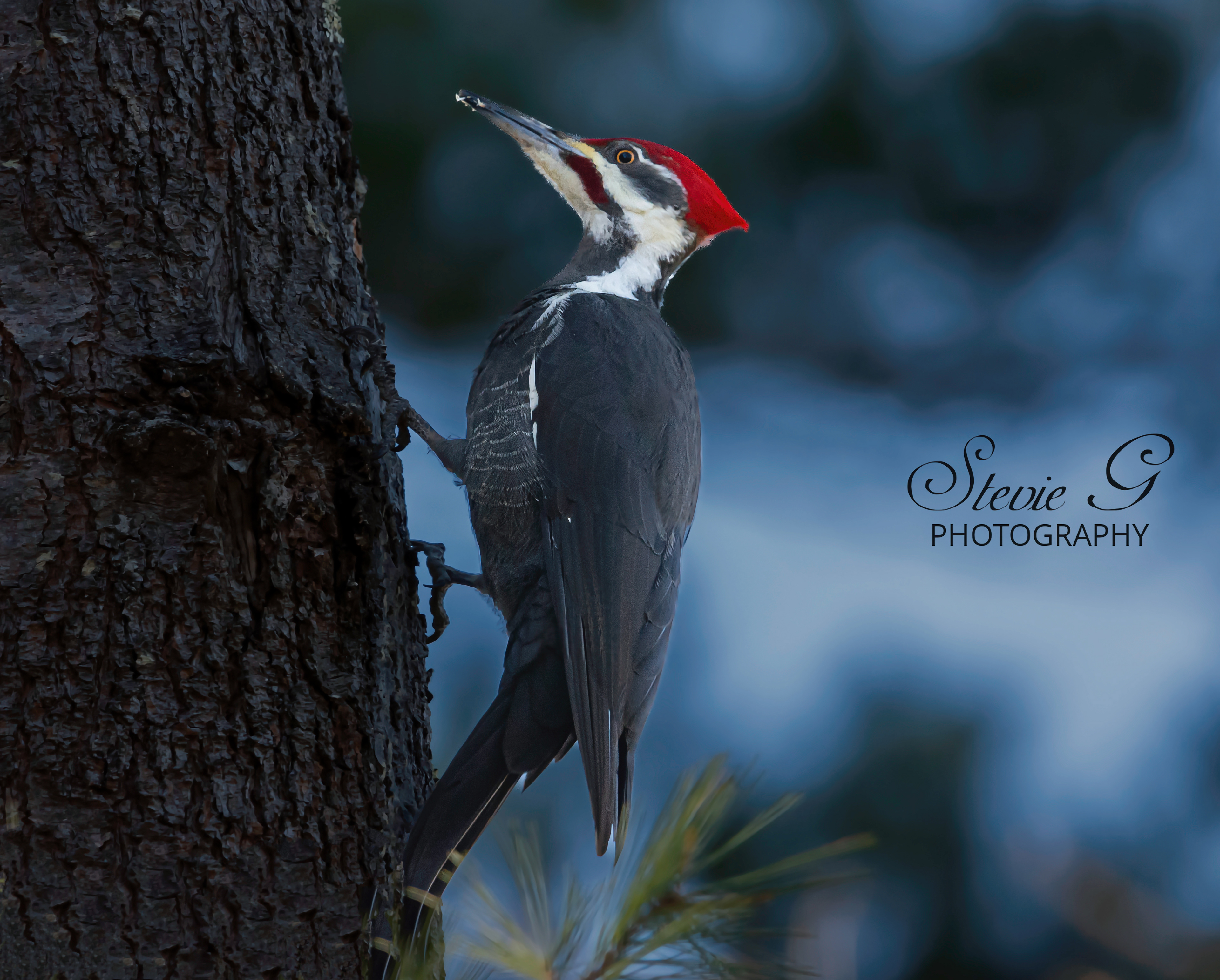 Pileated Woodpecker -Odiorne State Park Rye N.H.