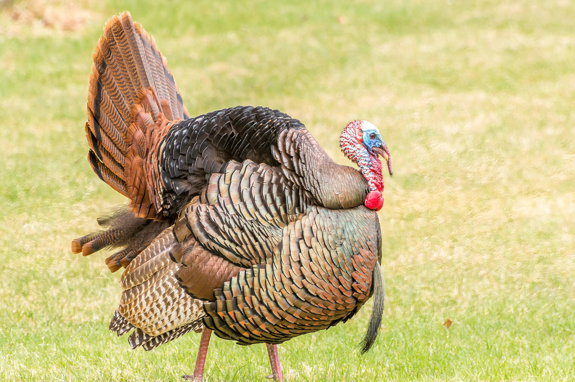 Turkey at Odiorne State Park Rye N.H.