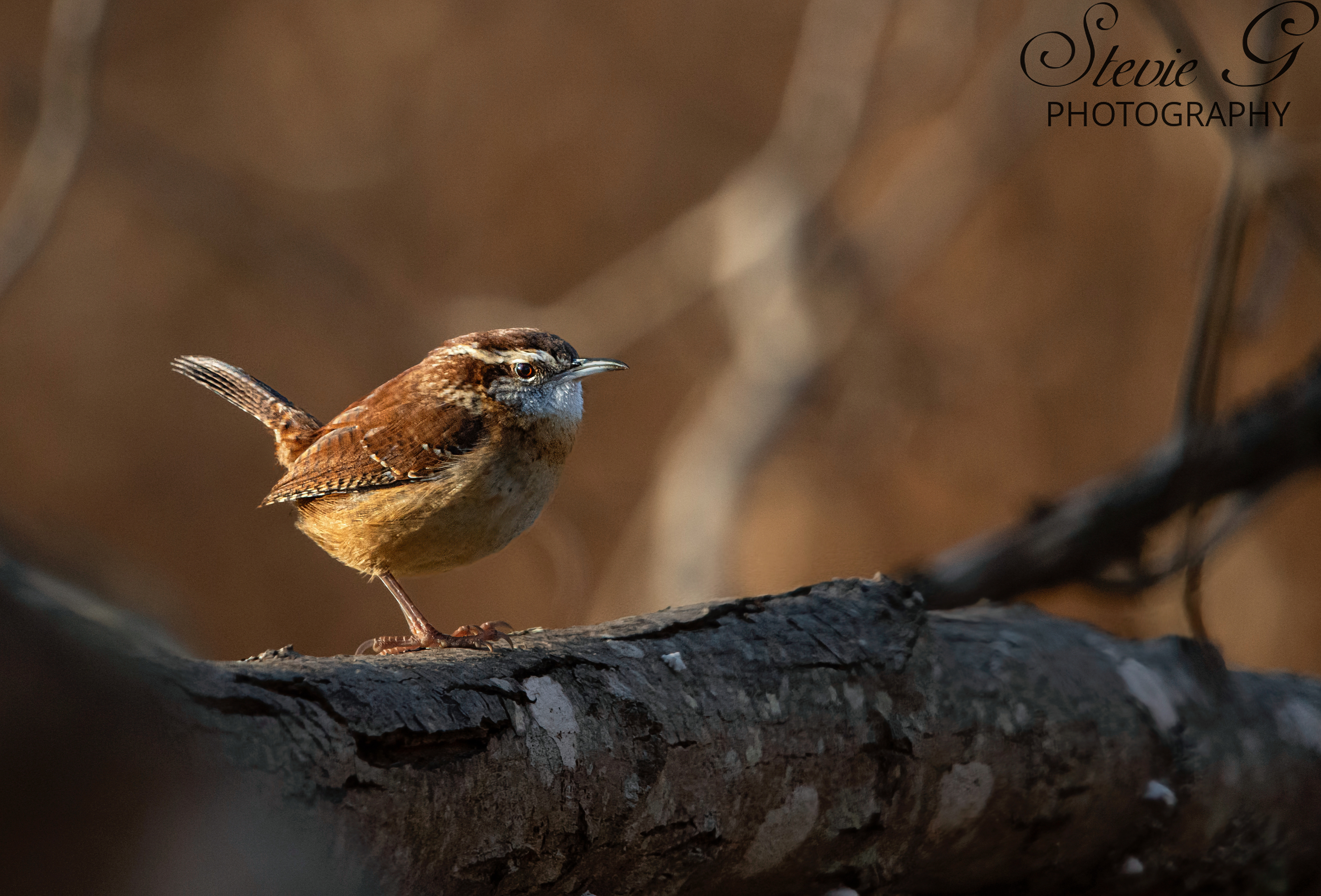 Carolina Wren - Odiorne State Park
