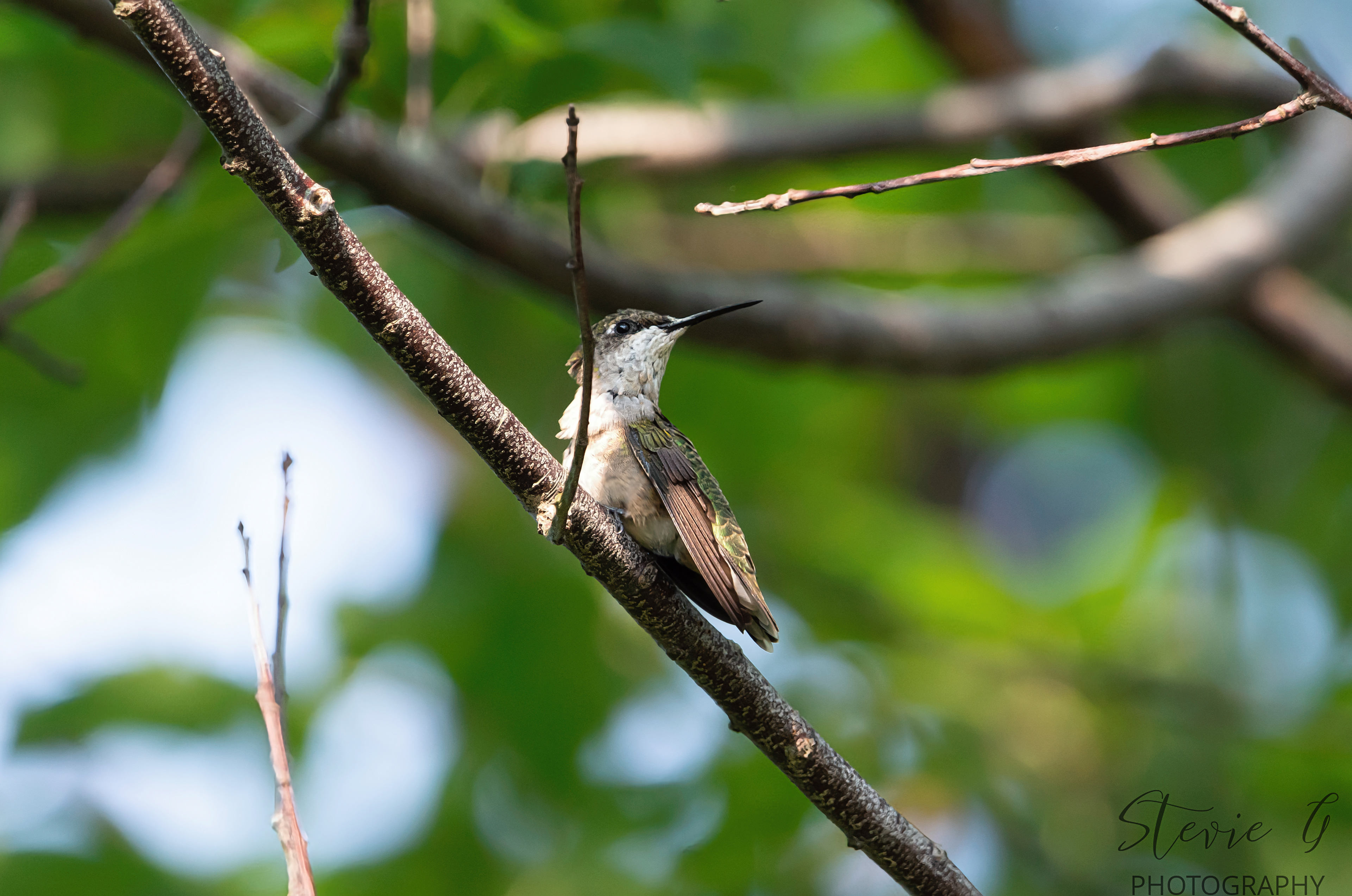Hummingbird - Odiorne State Park