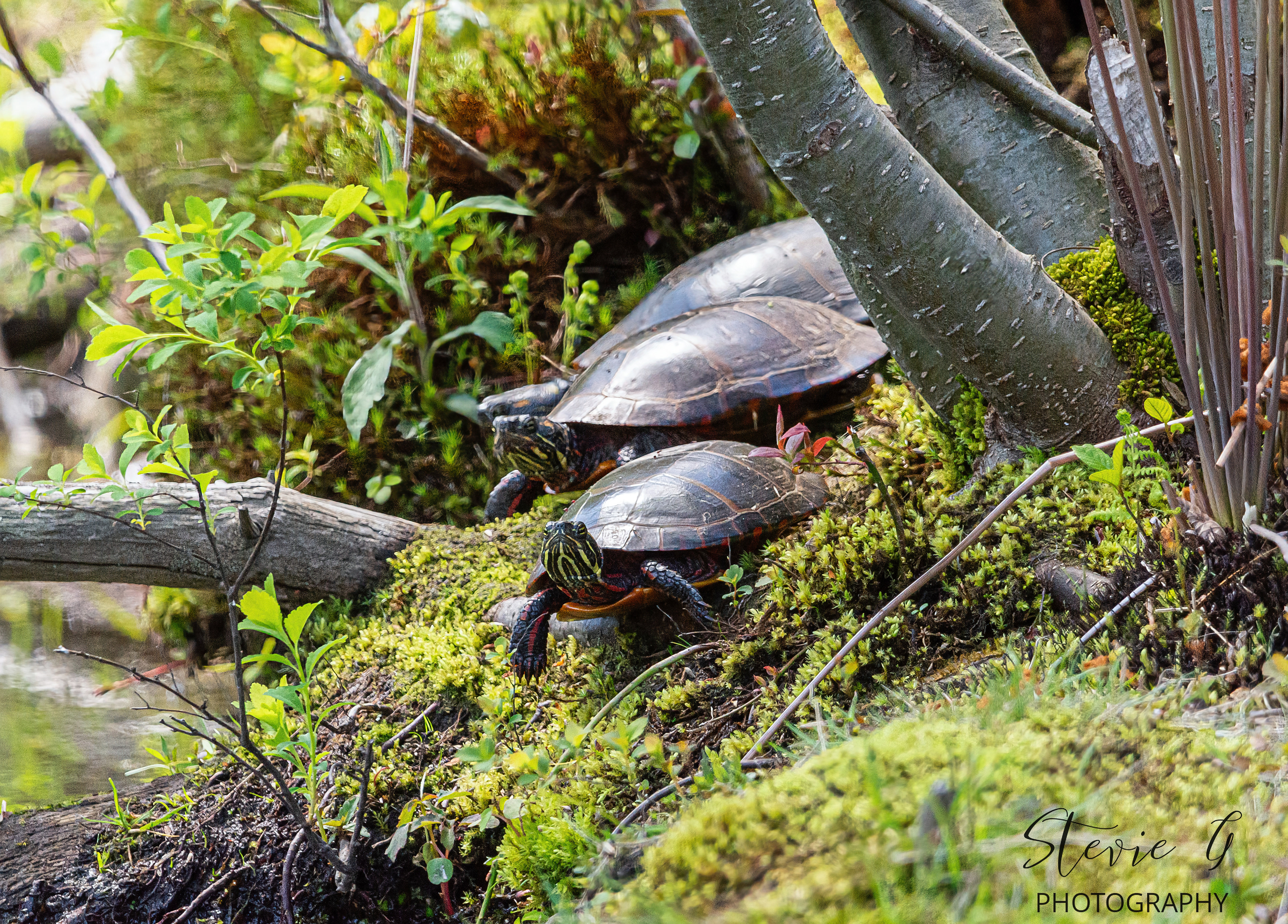 Eastern Painted Turtles - Great Bay National Wildlife Refuge
