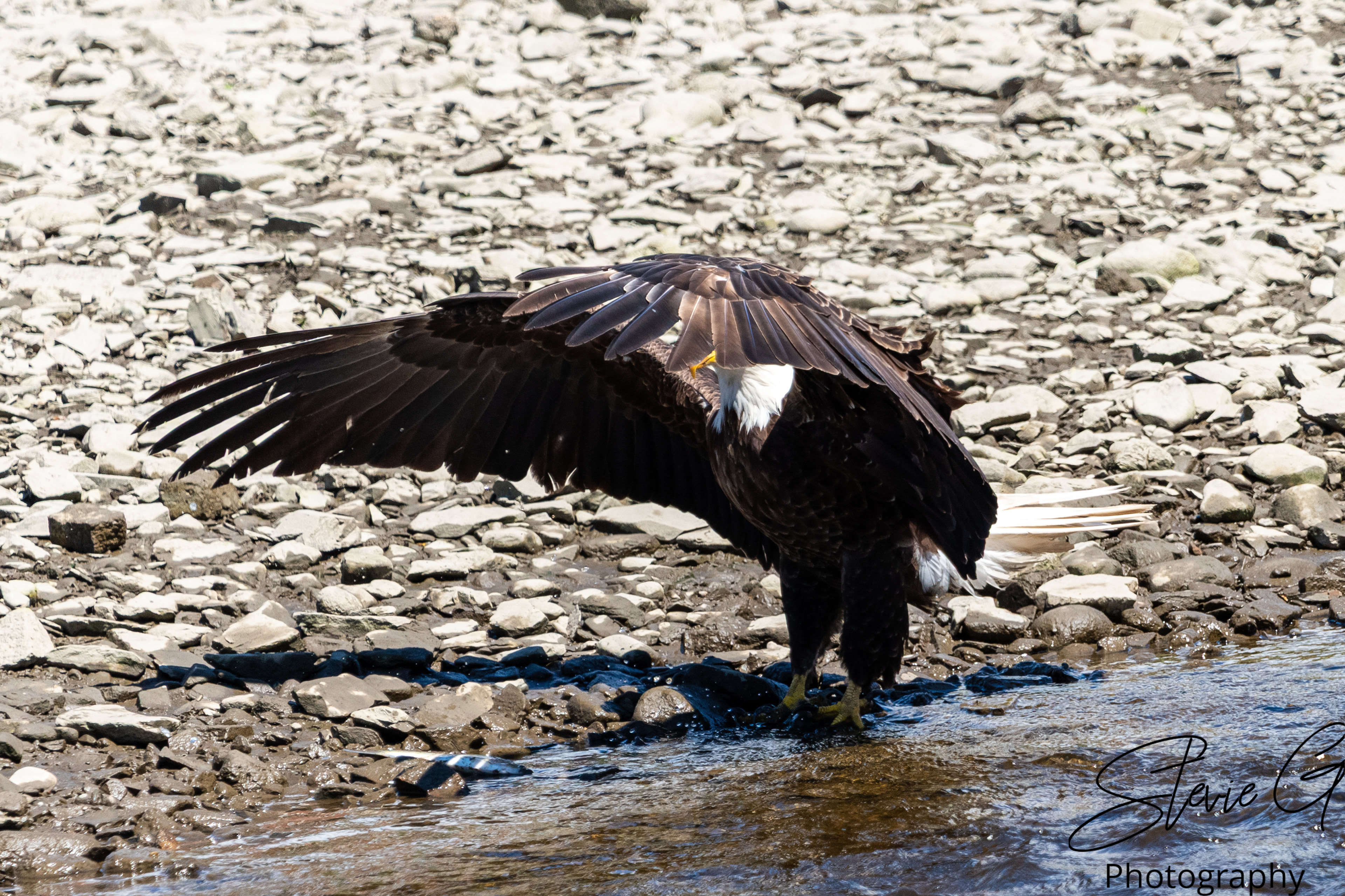 Eagle
