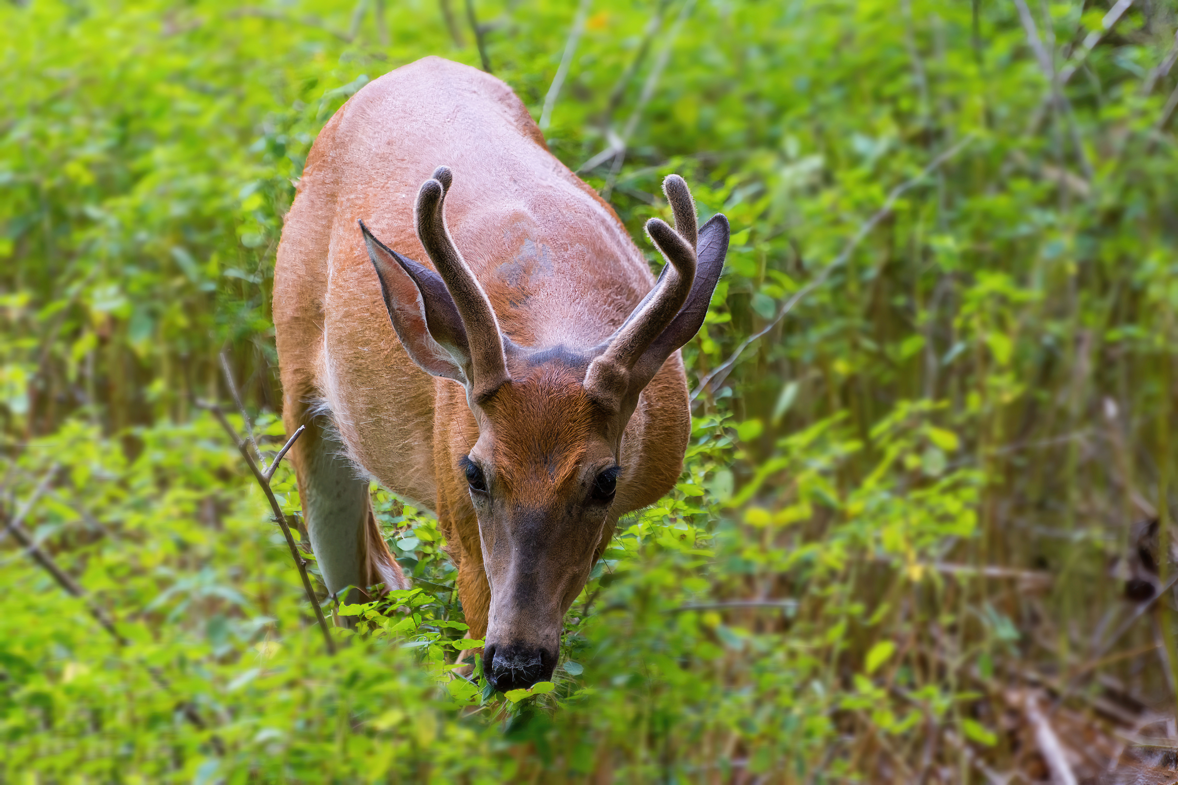 White Tail Buck - Odiorne State Park