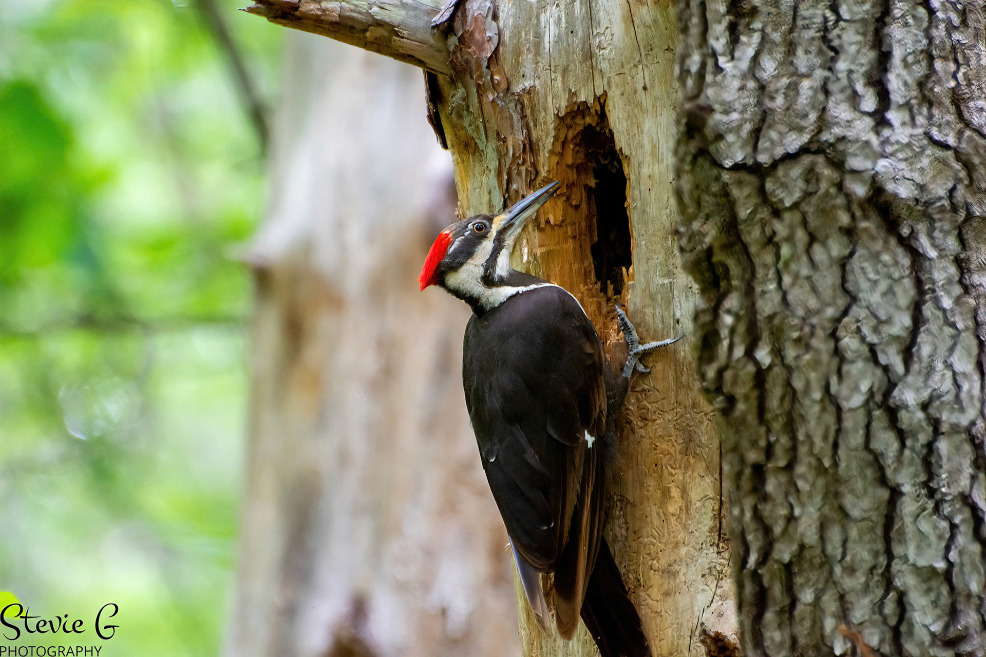 Red Pileated woodpecker Great Bay National Wildlife Refuge