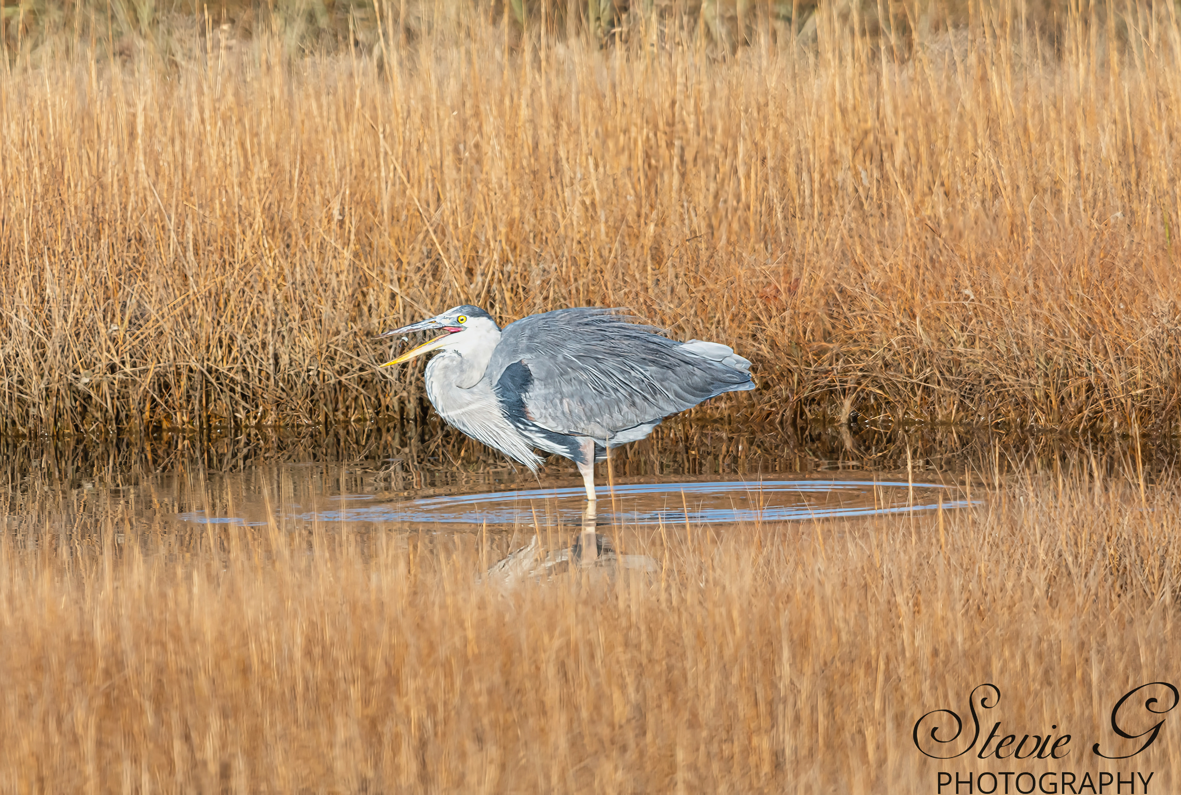 Grey Heron - Rye N.H.