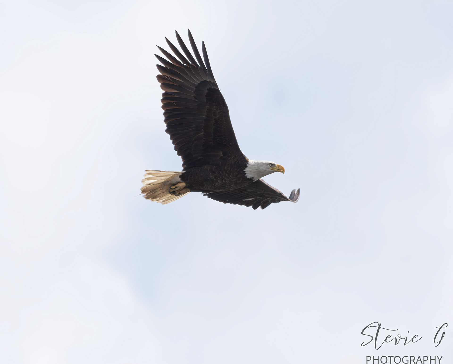 Eagle