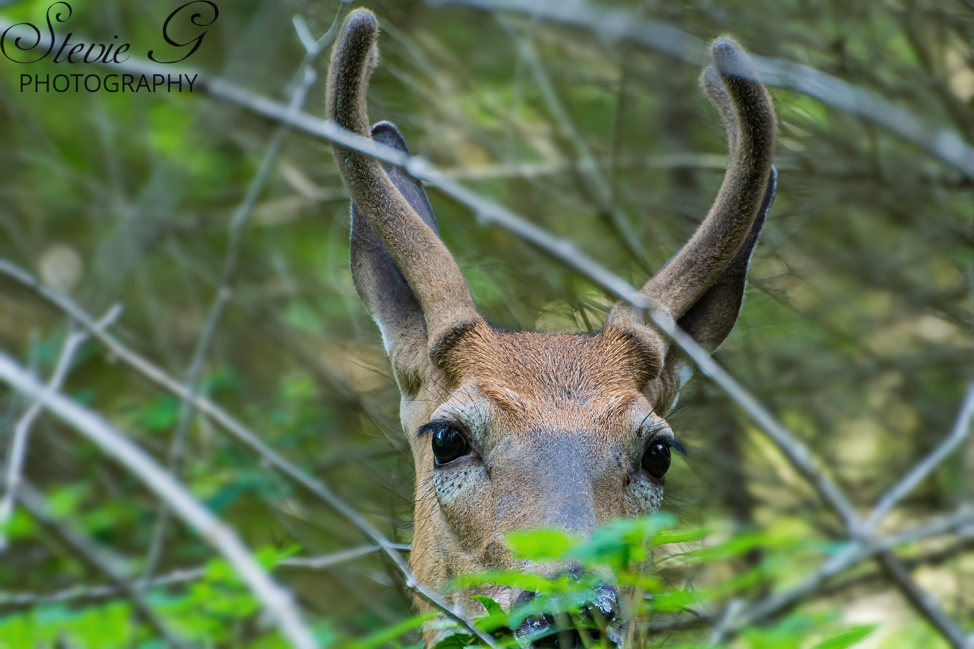 Whitetail Buck - Odiorne State Park