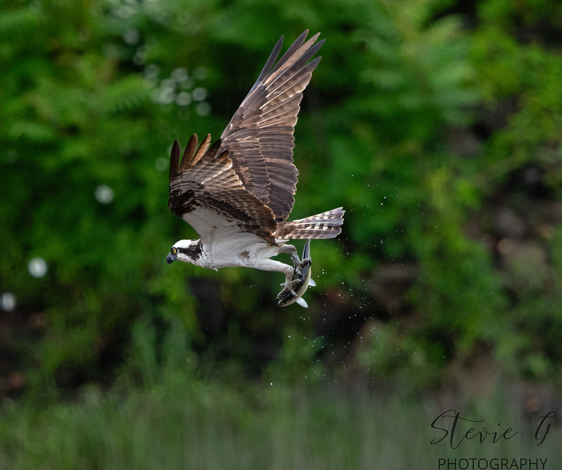 Osprey