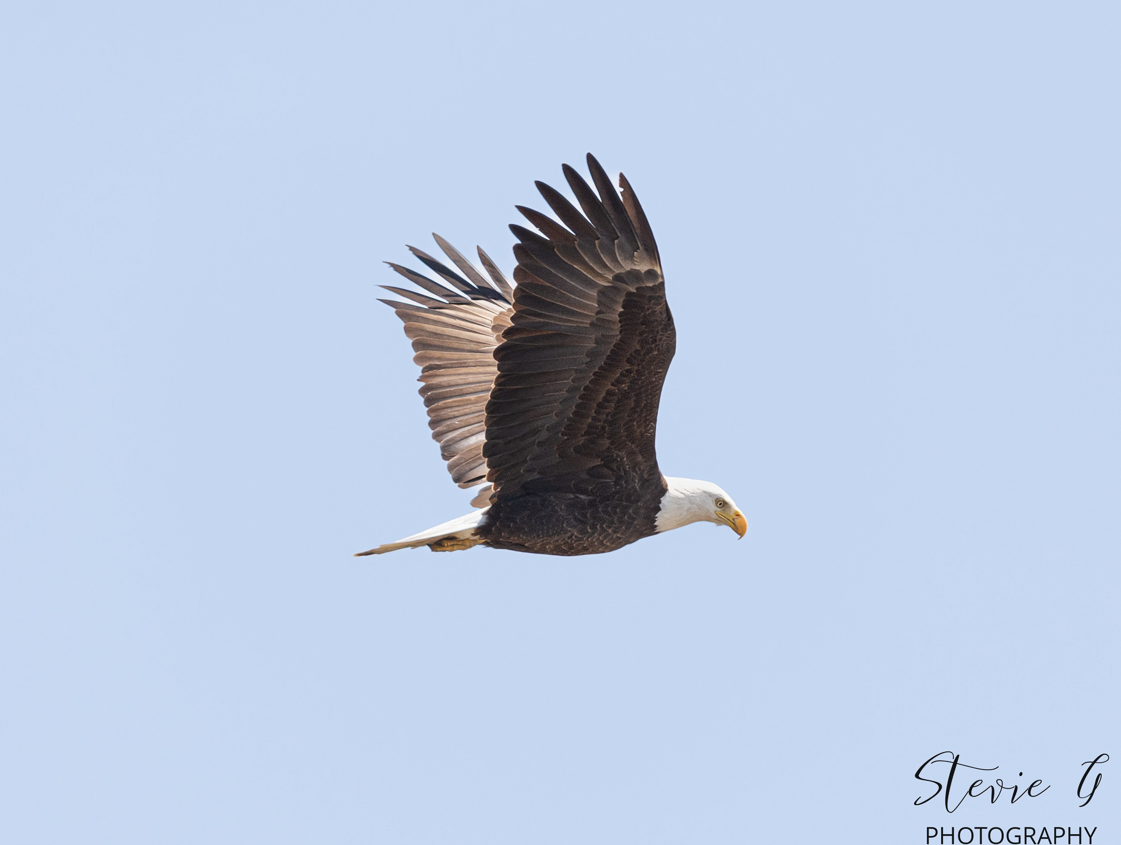 Bald Eagle - Southern N.H.