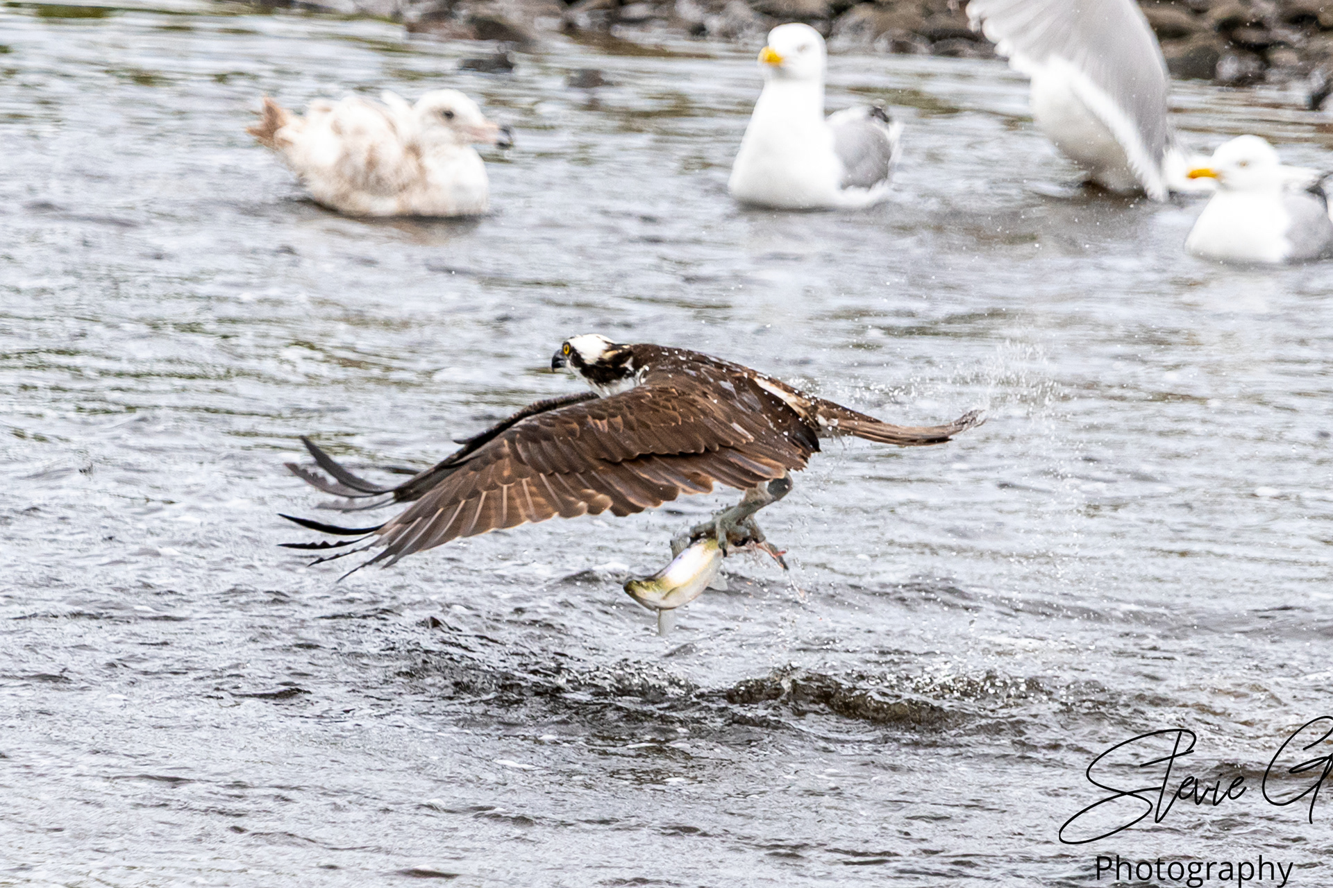 Osprey