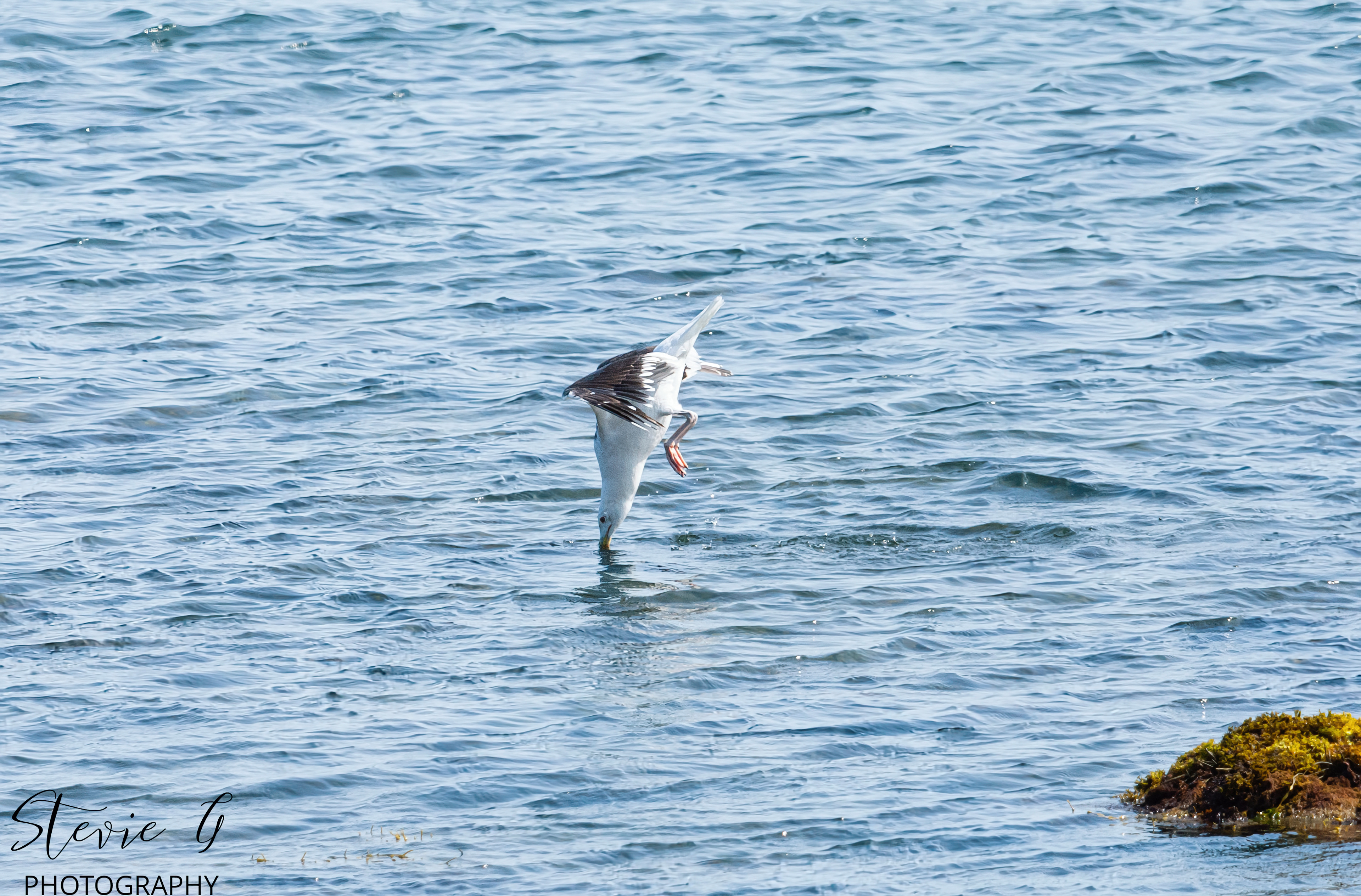 Seagull Dive for Crabs - Odiorne State Park