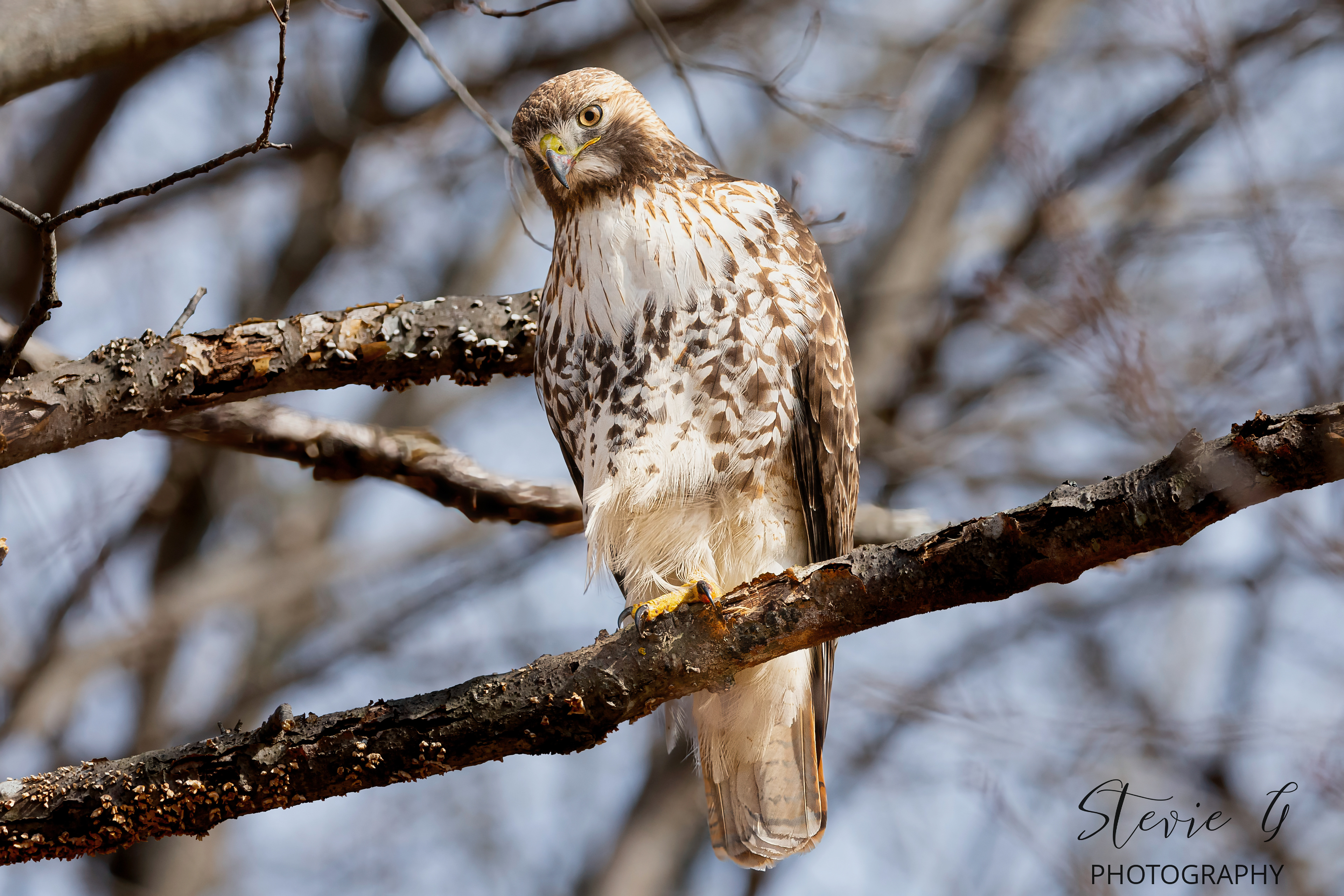 Redtail hawk