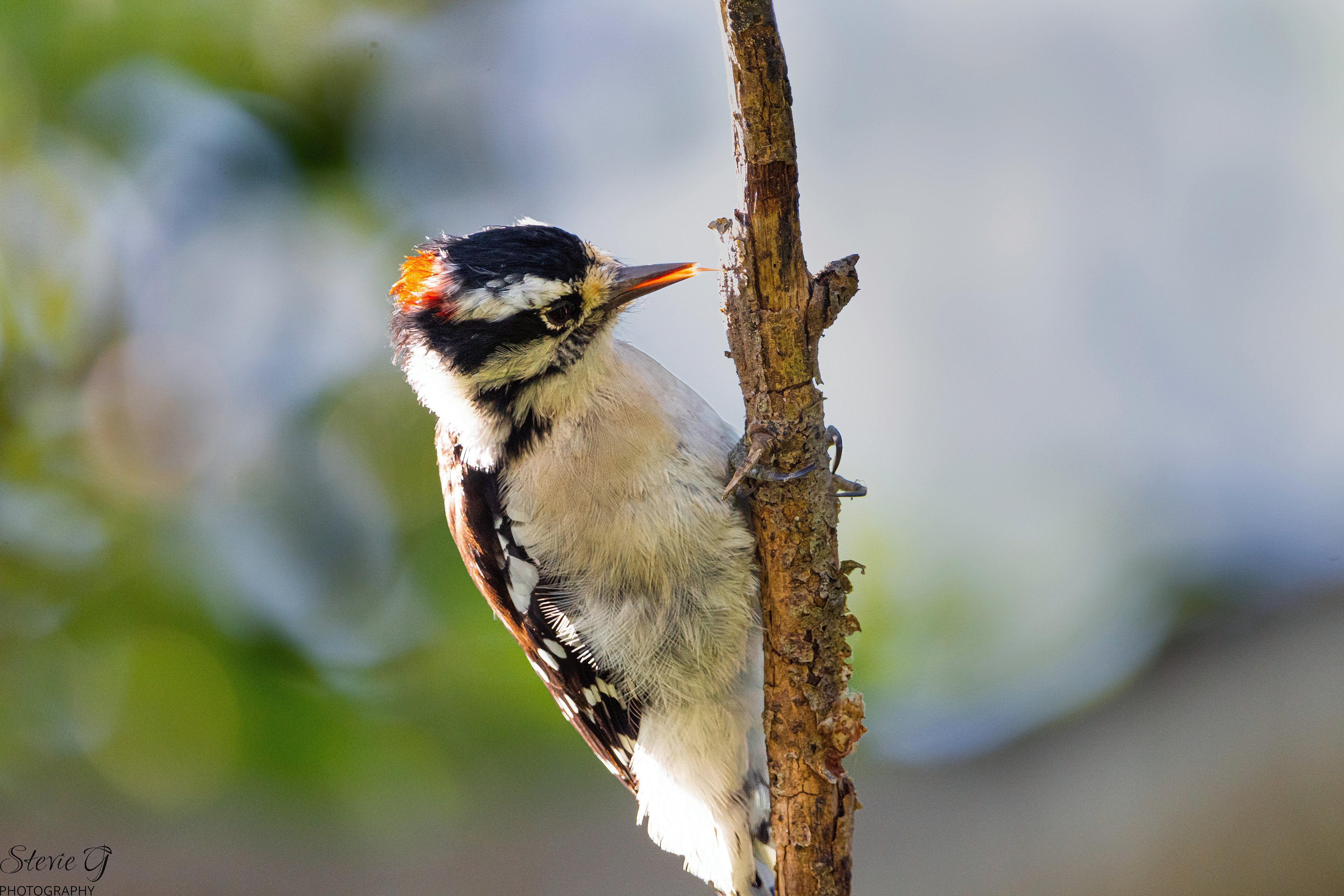 Downy Woodpecker Rye N.H. Odiorne State Park