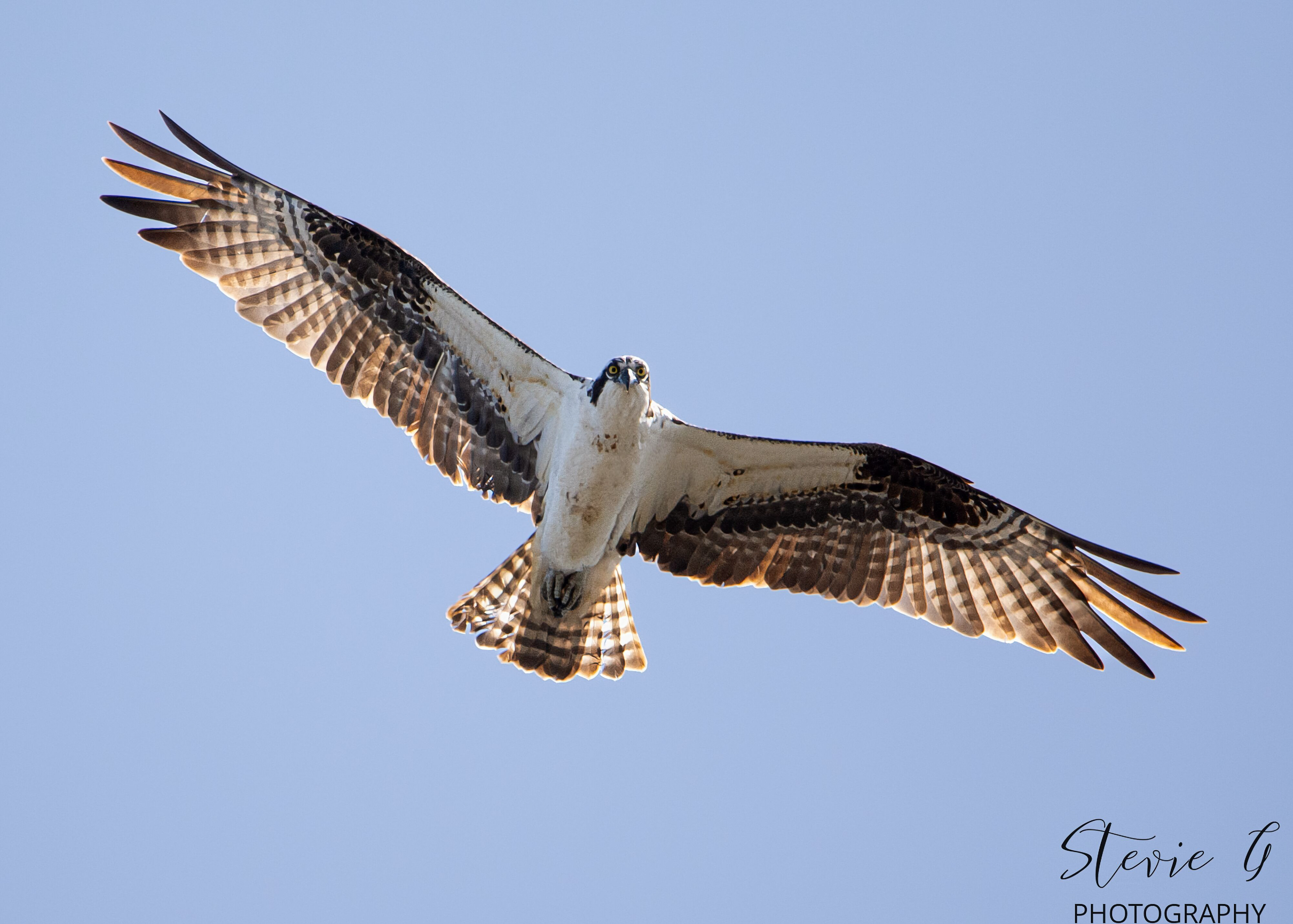 Osprey - Southern N.H.