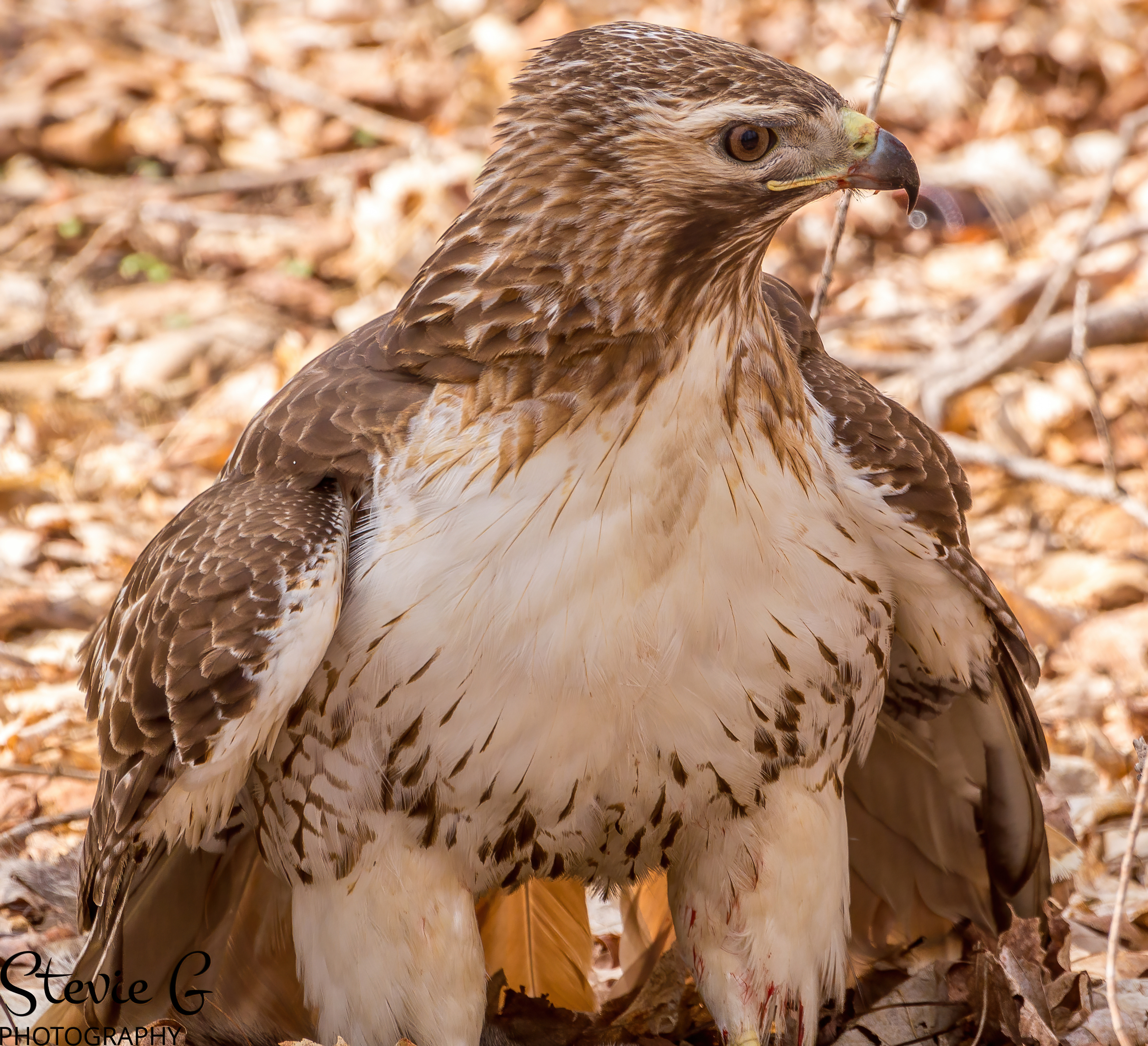 Redtail hawk