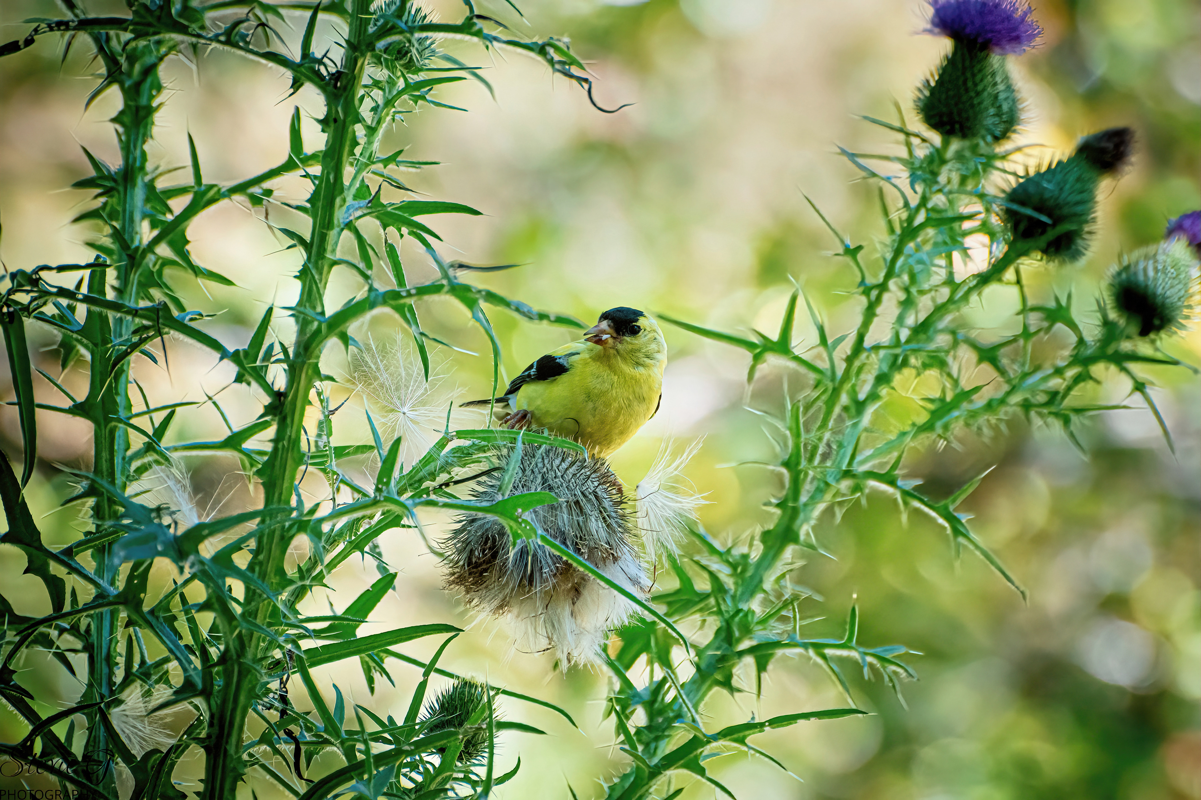 Gold Finch - Odiorne State Park