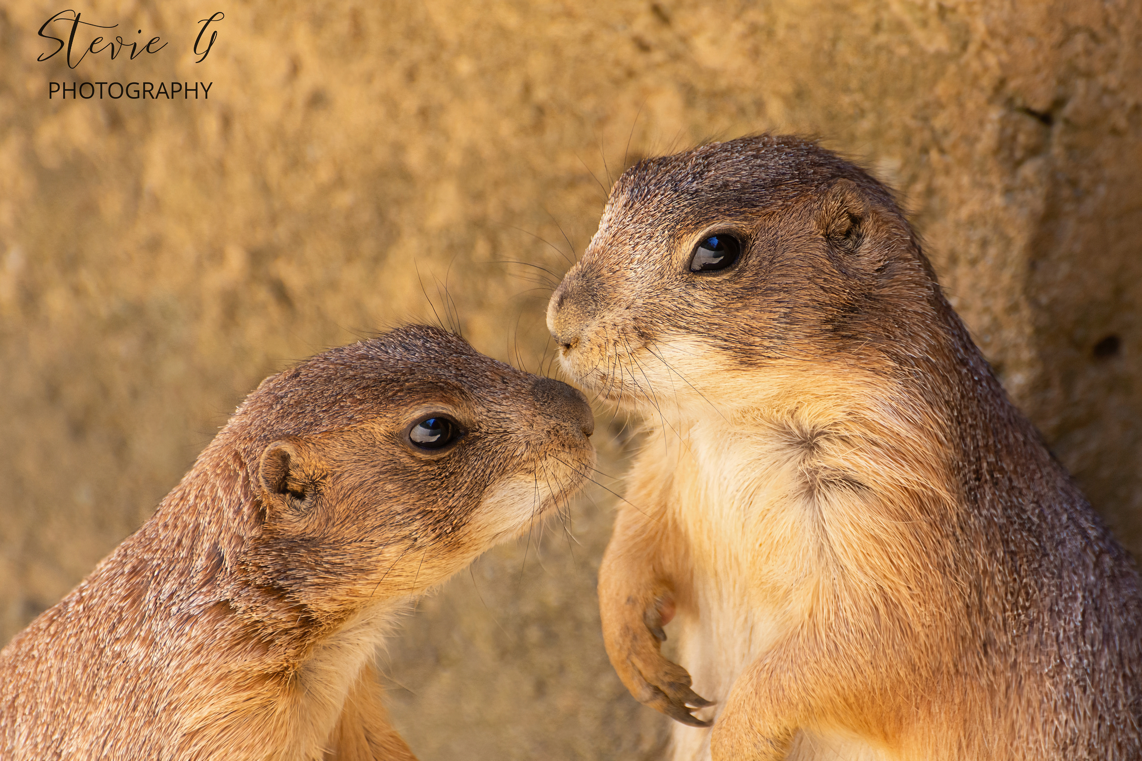 Prairie Dog