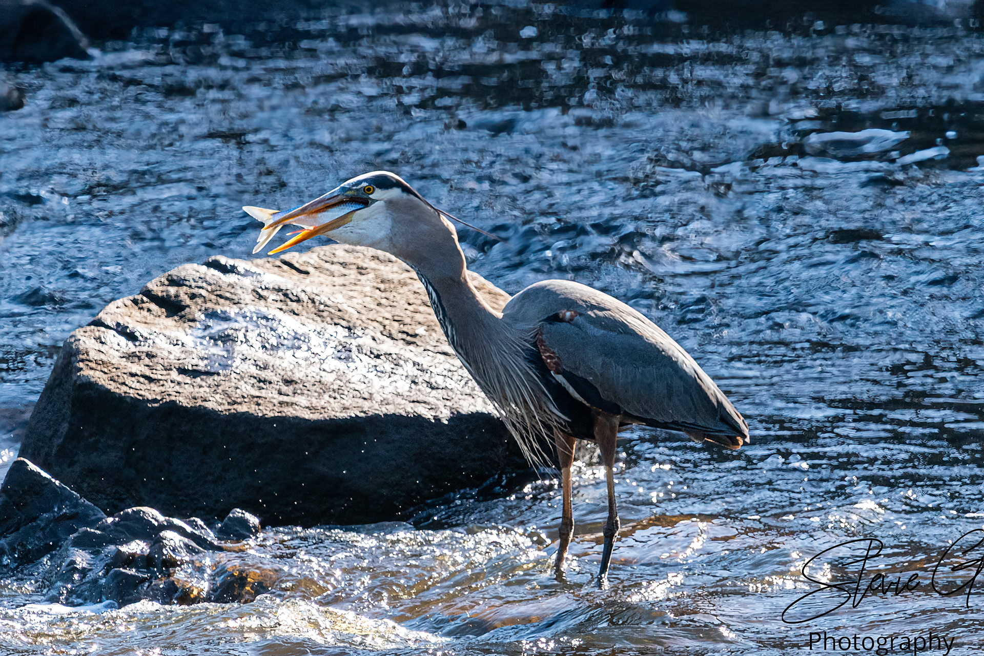 Blue Heron