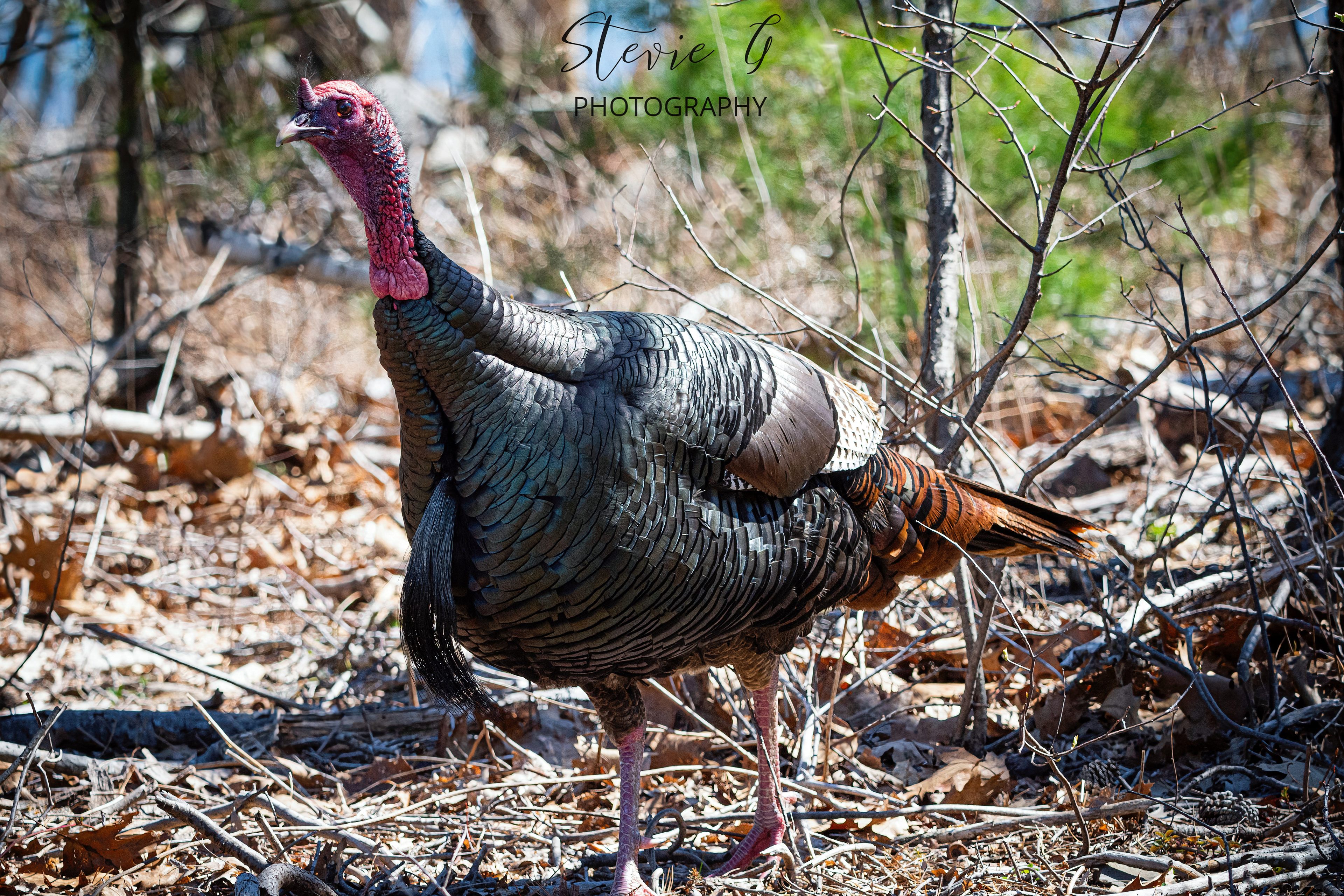 Turkey - Odiorne State Park