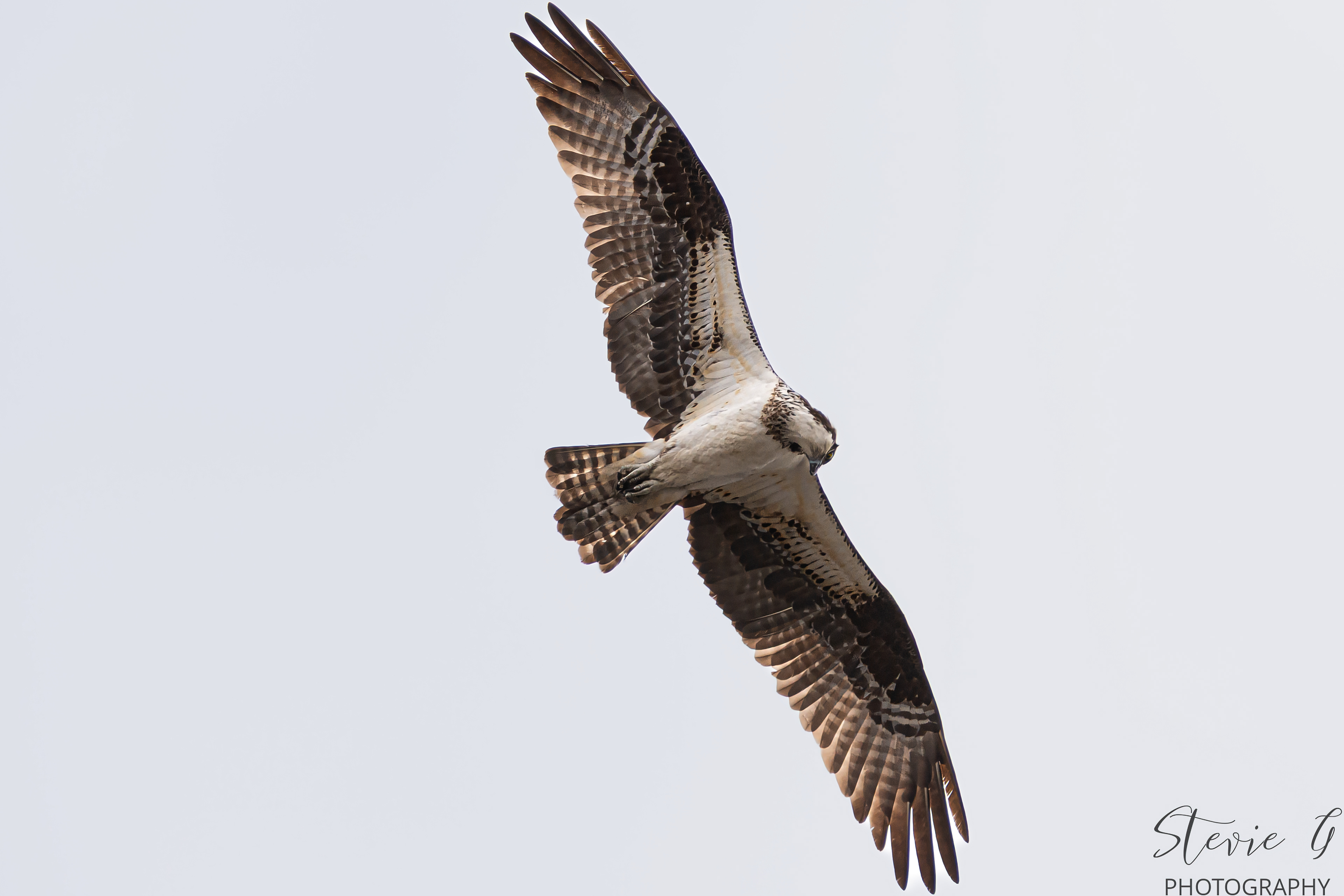 Osprey Southern NE