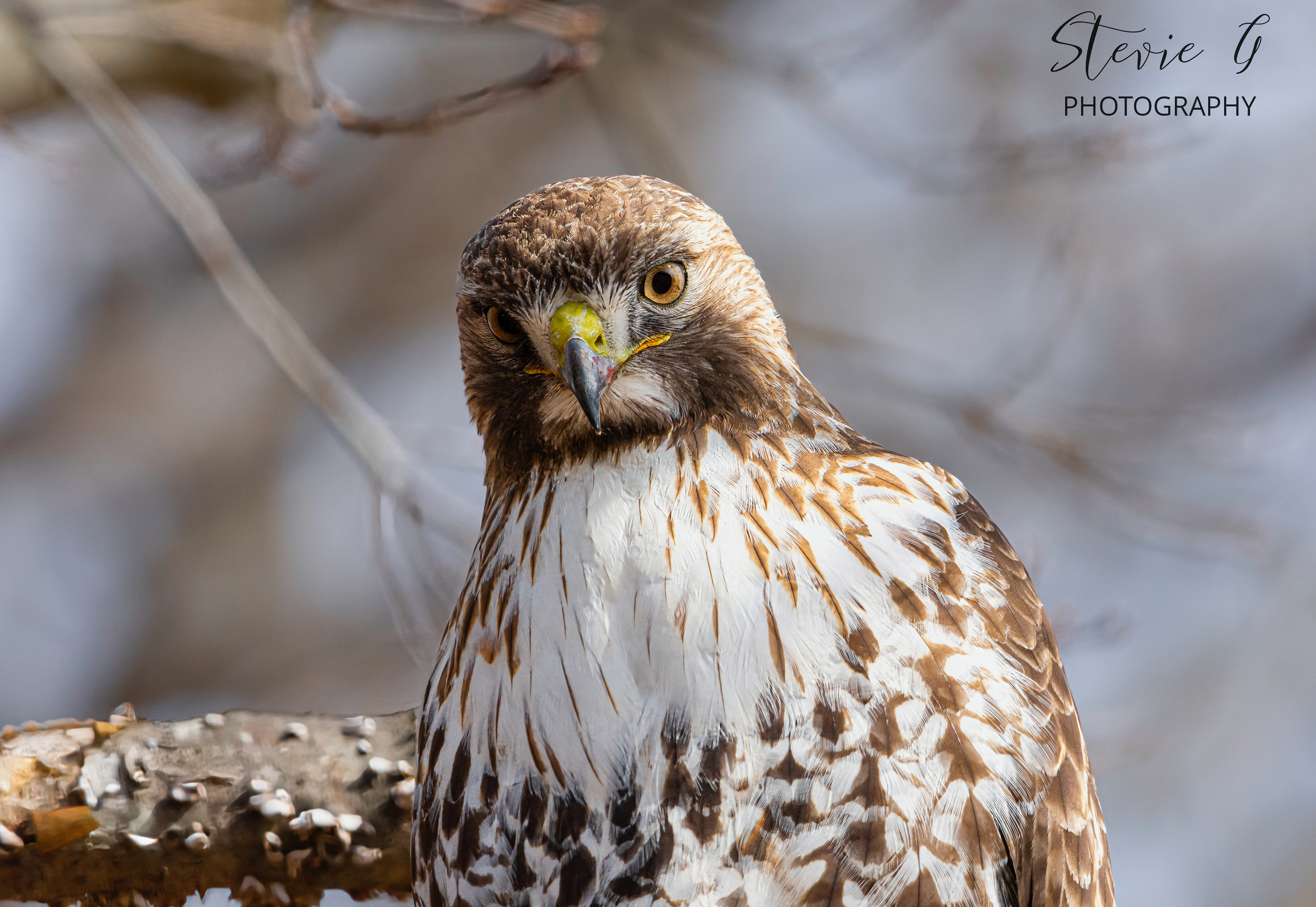 Red Tail Hawk - Odiorne State Park