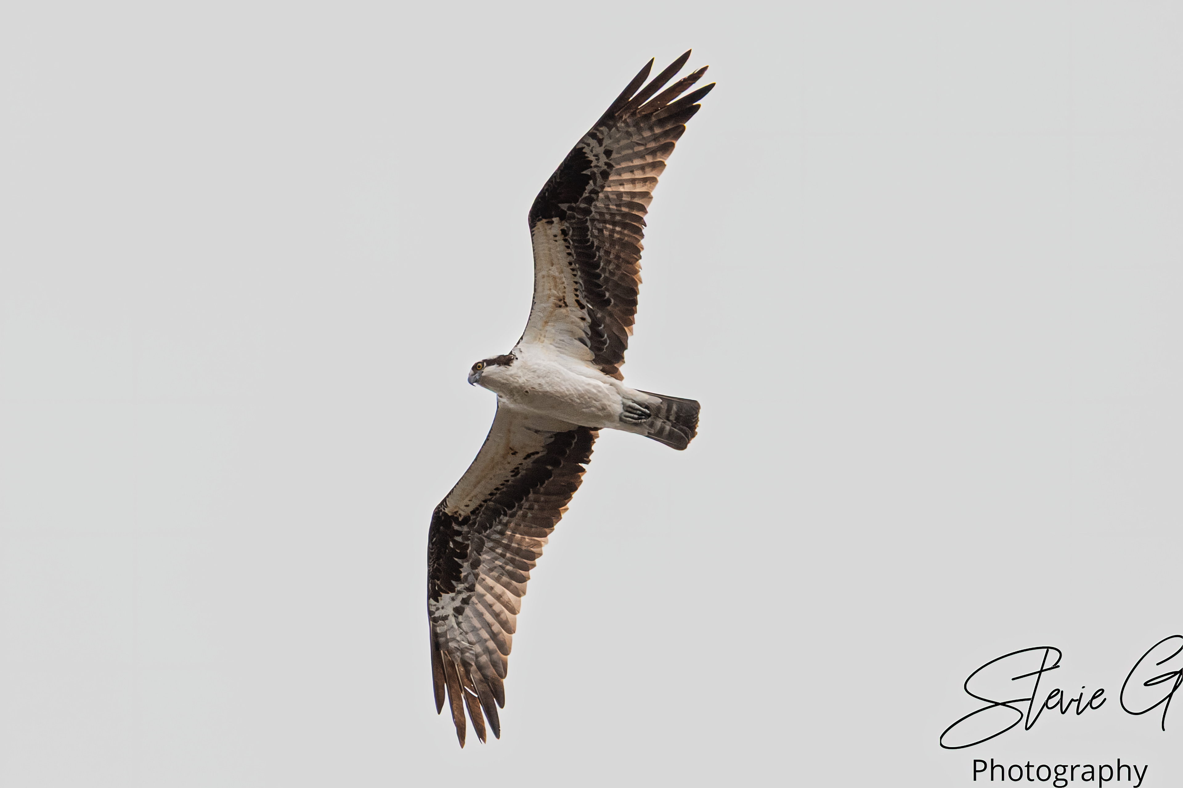 Osprey