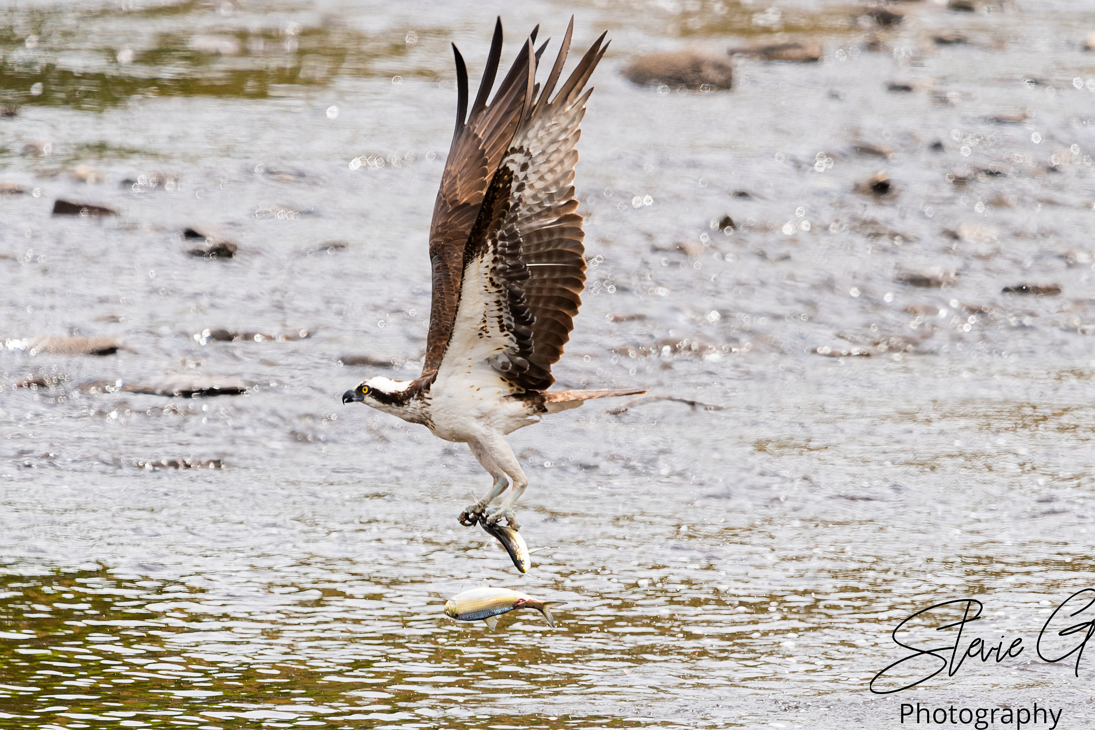 Osprey