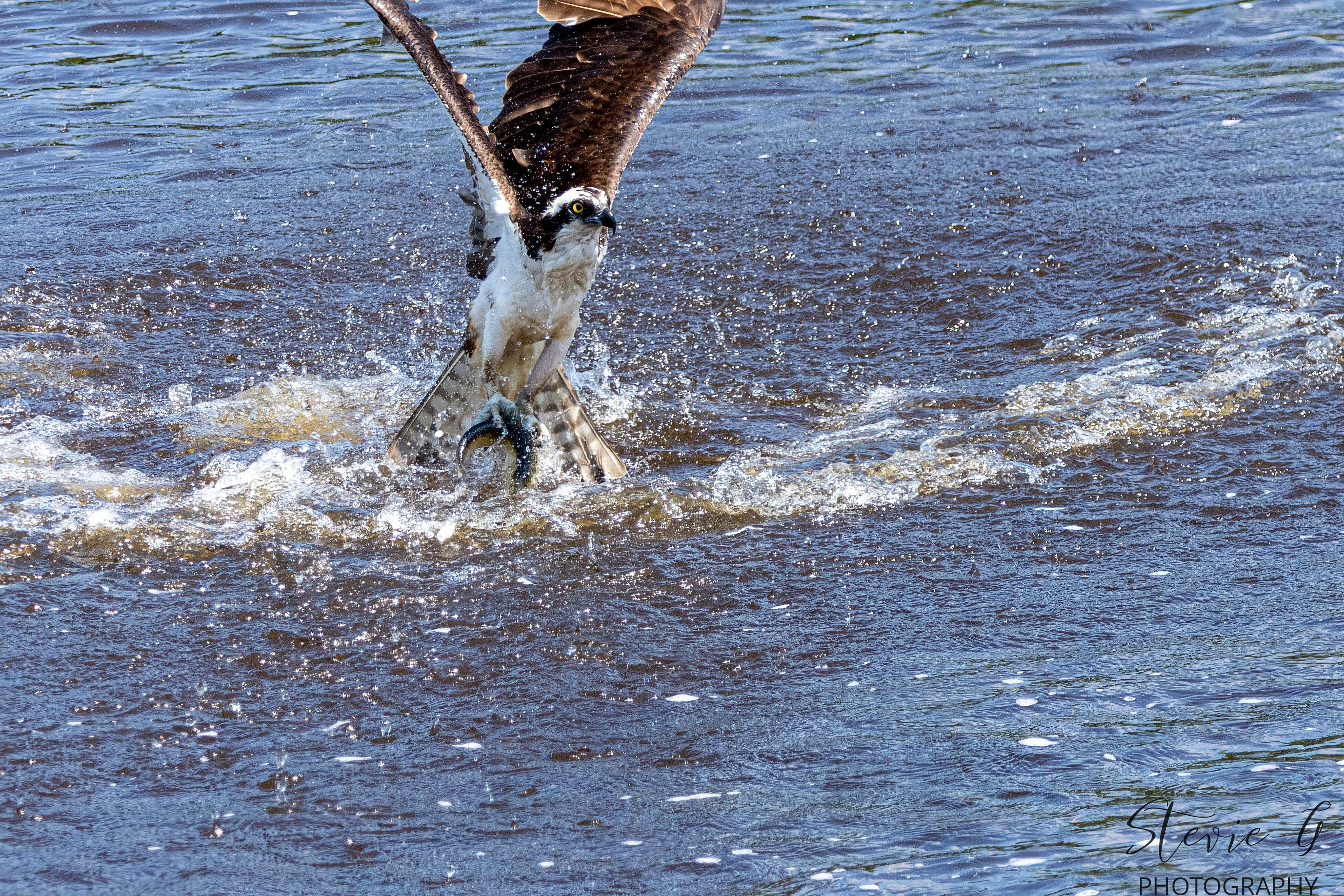 Osprey - Southern N.H.