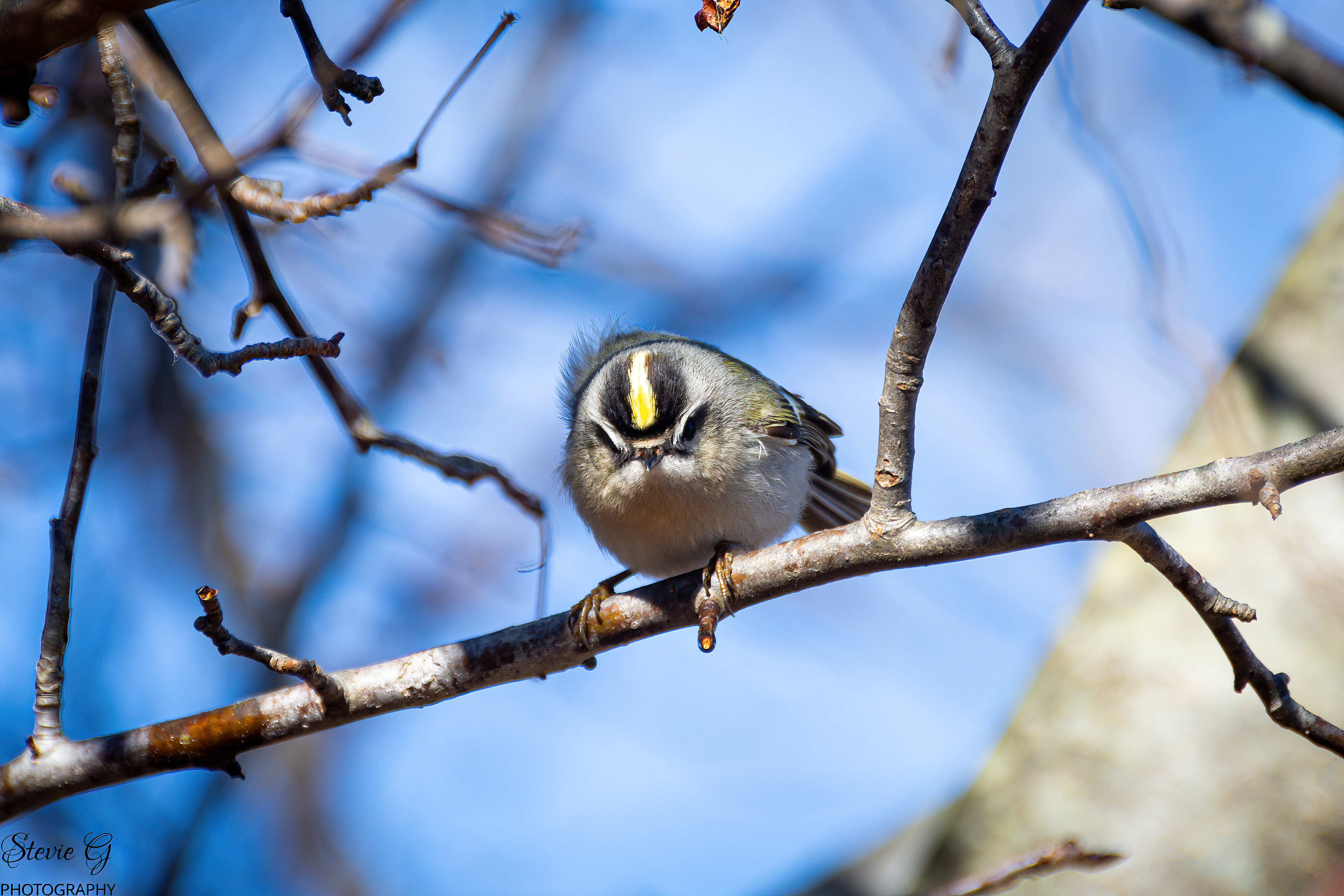 Golden-crowned Kinglet