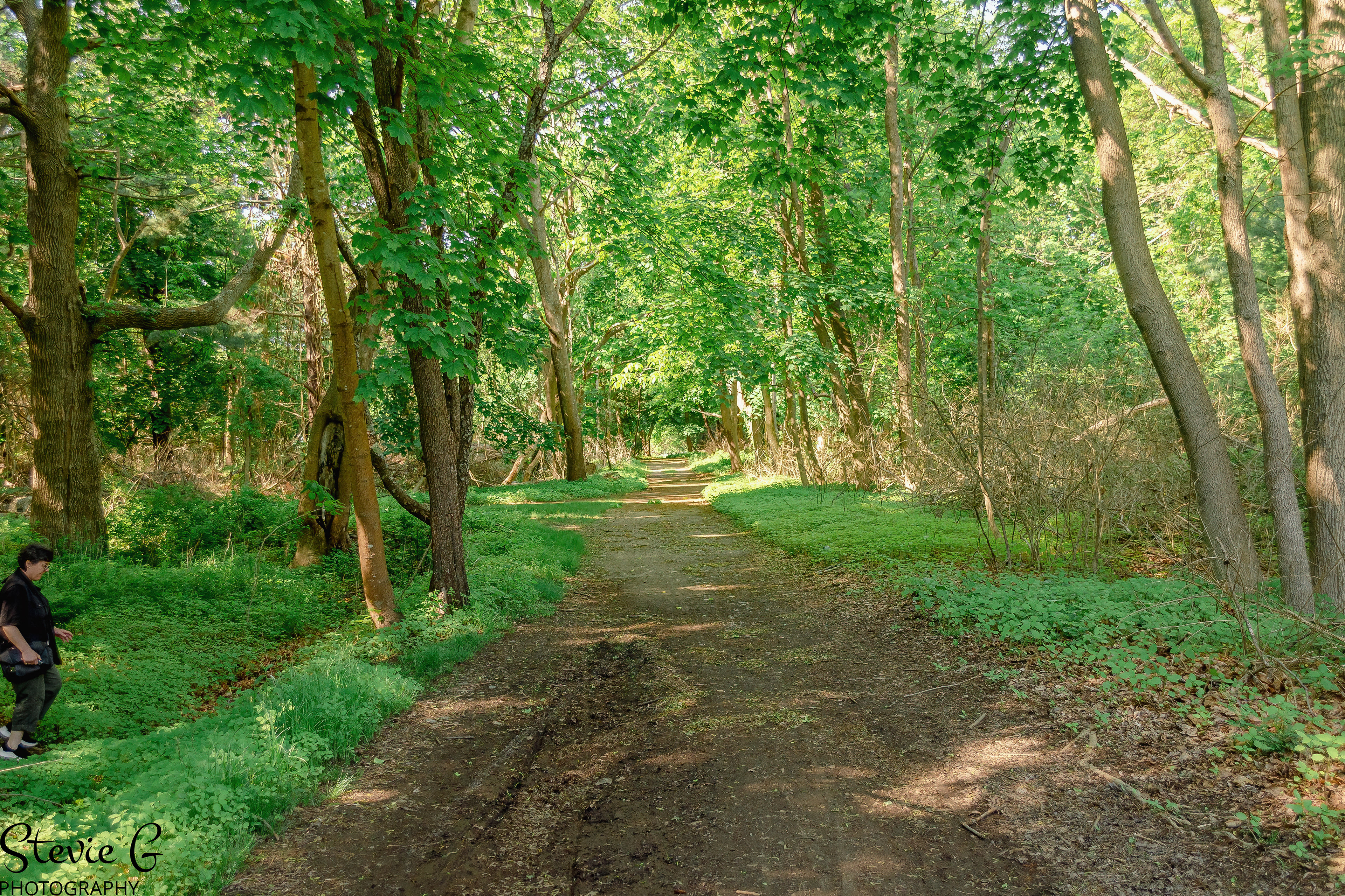 path winding through a lush green forest