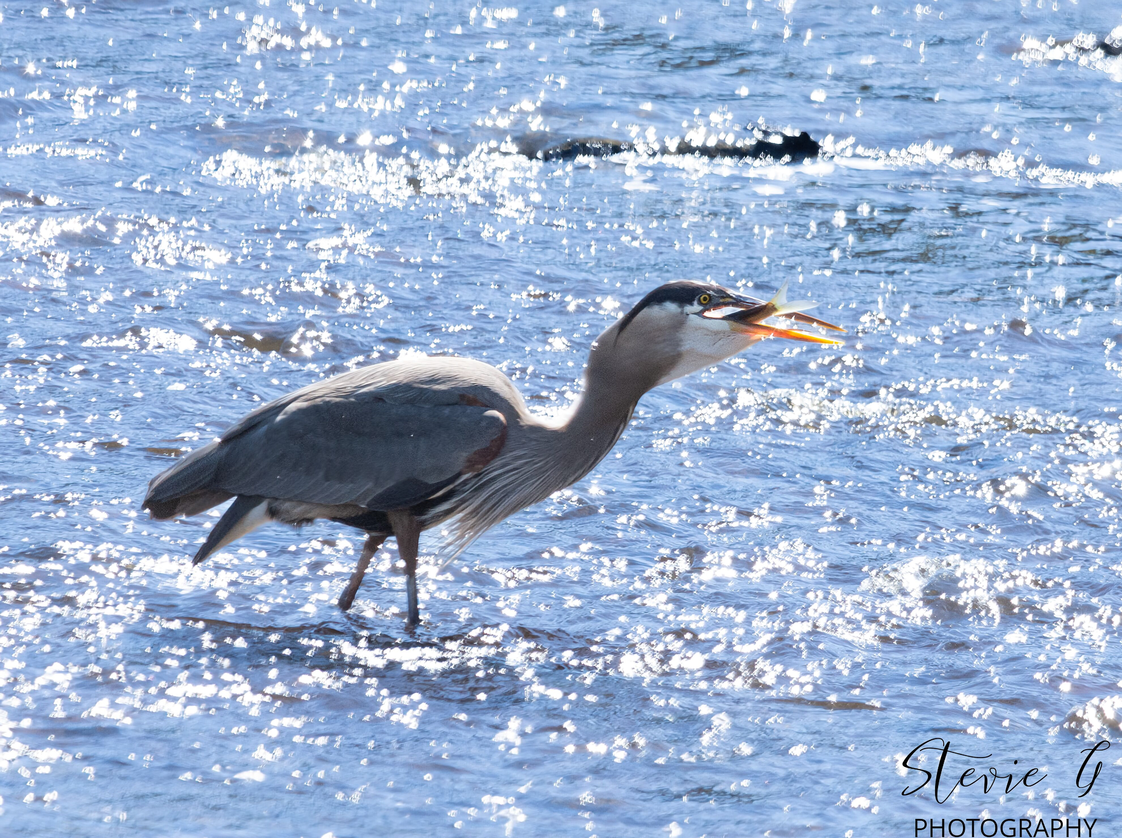 Great Blue Heron