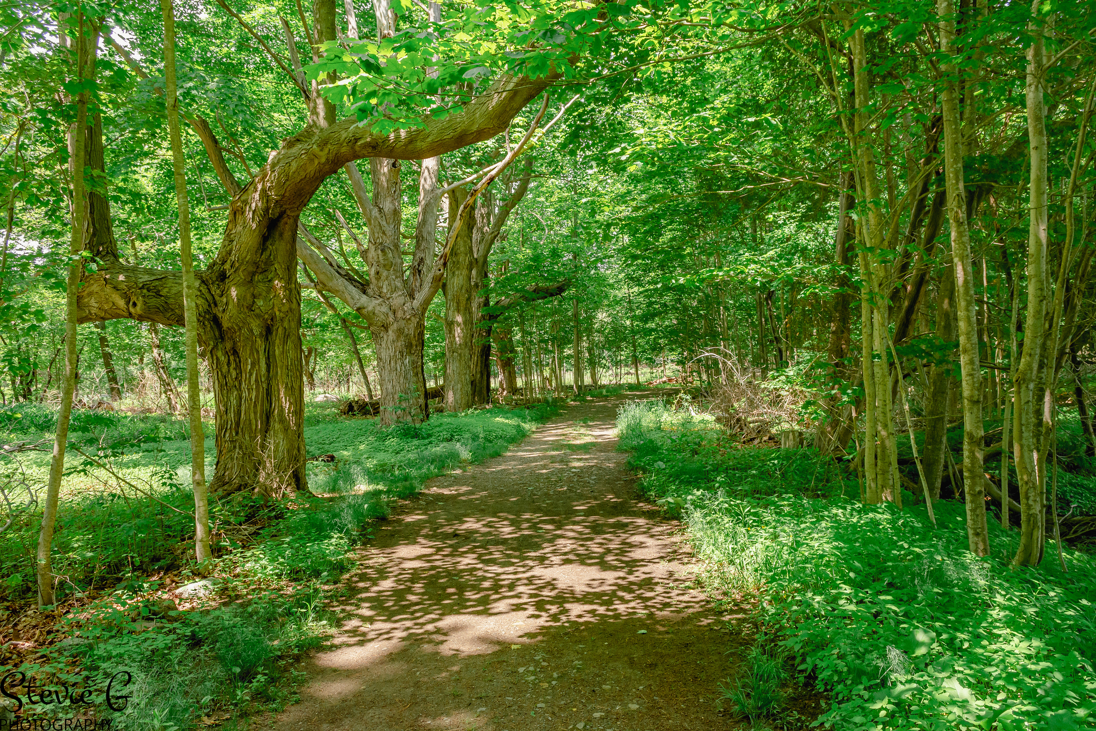 path winding through a lush green forest