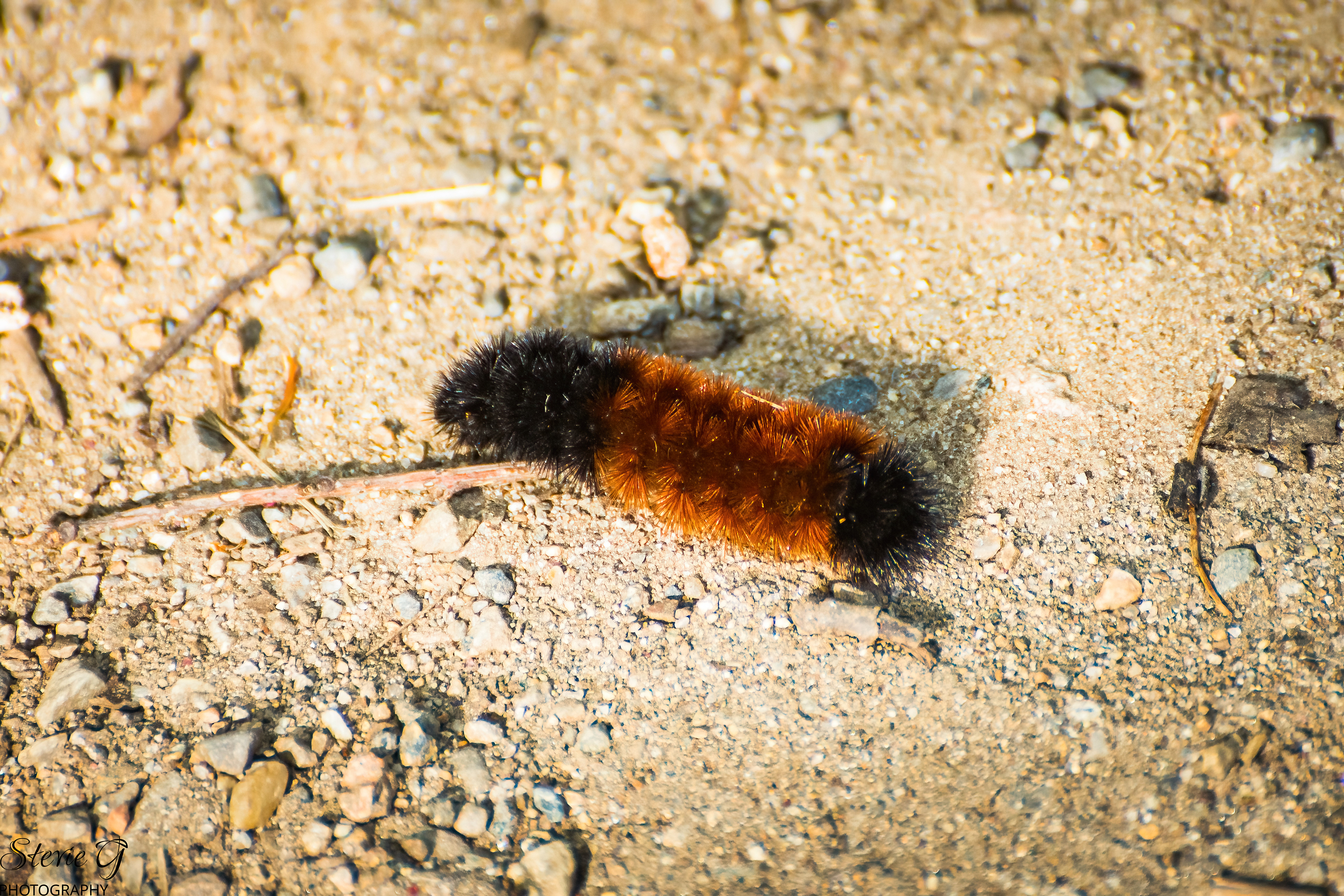  Woolly bear caterpillar