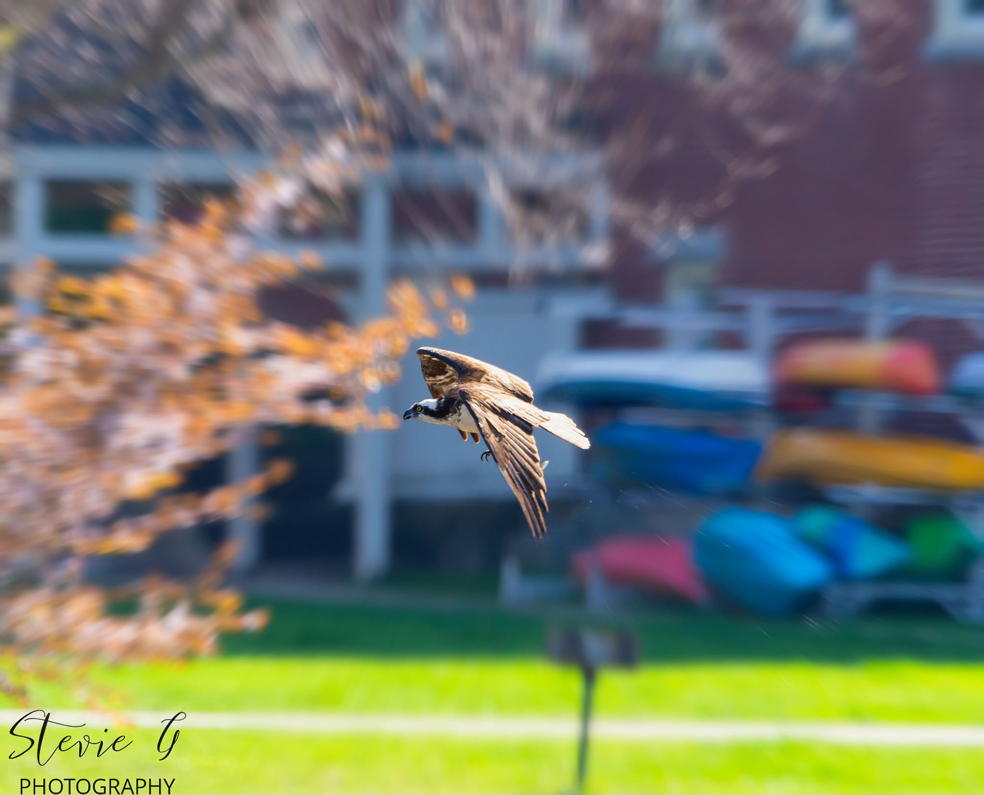 Osprey Sothern N.H.