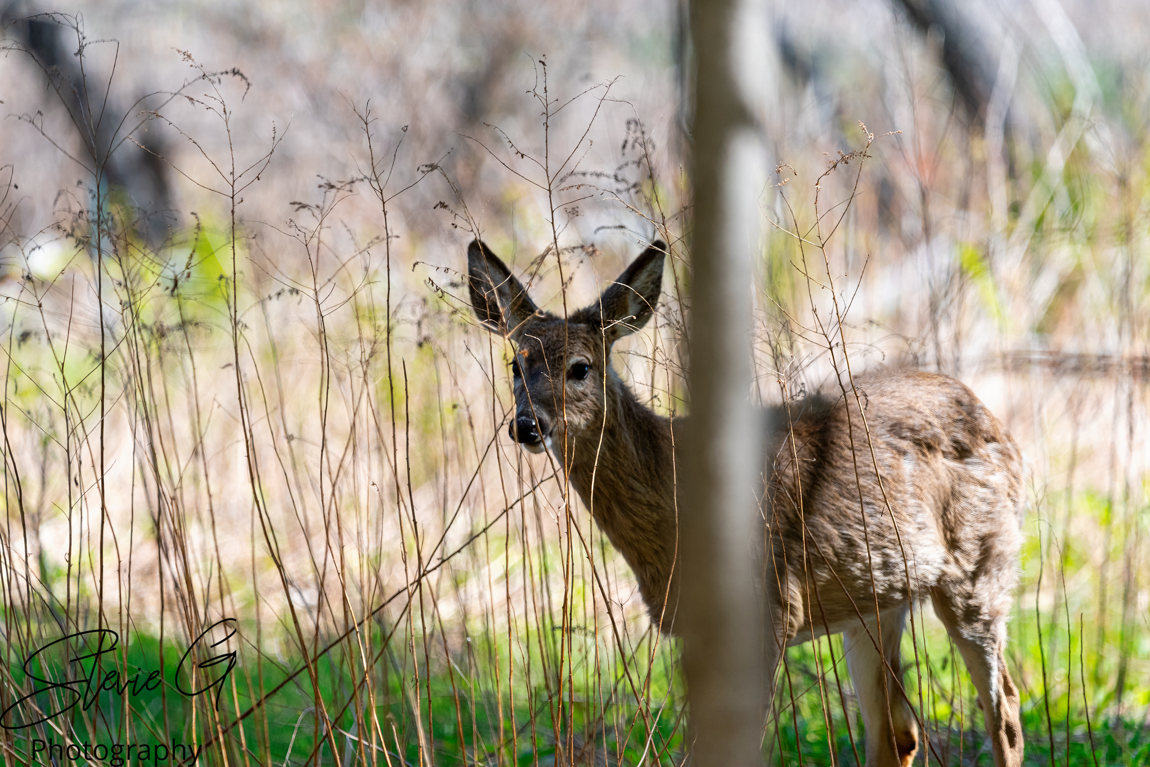 Whitetail Deer