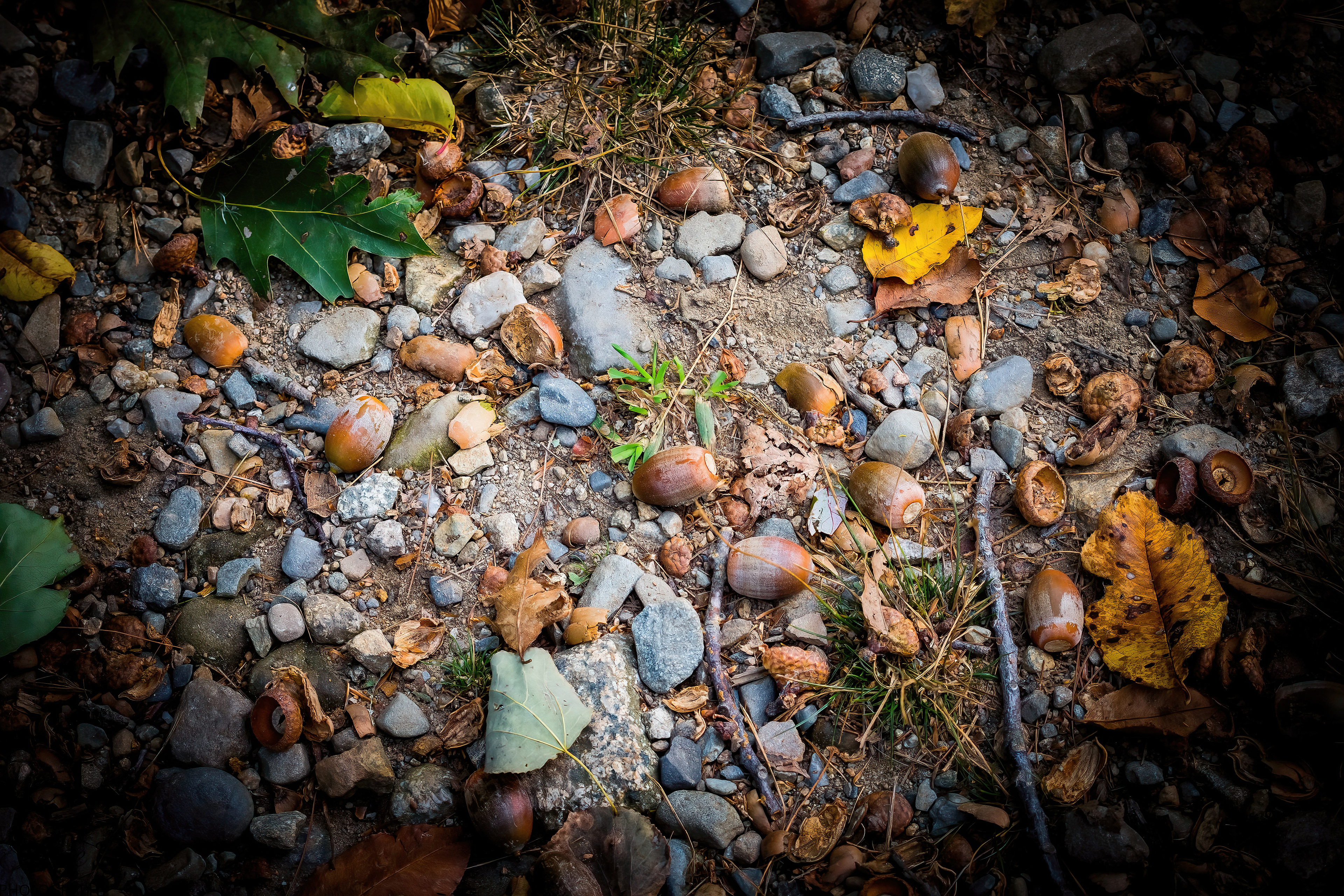 Fall